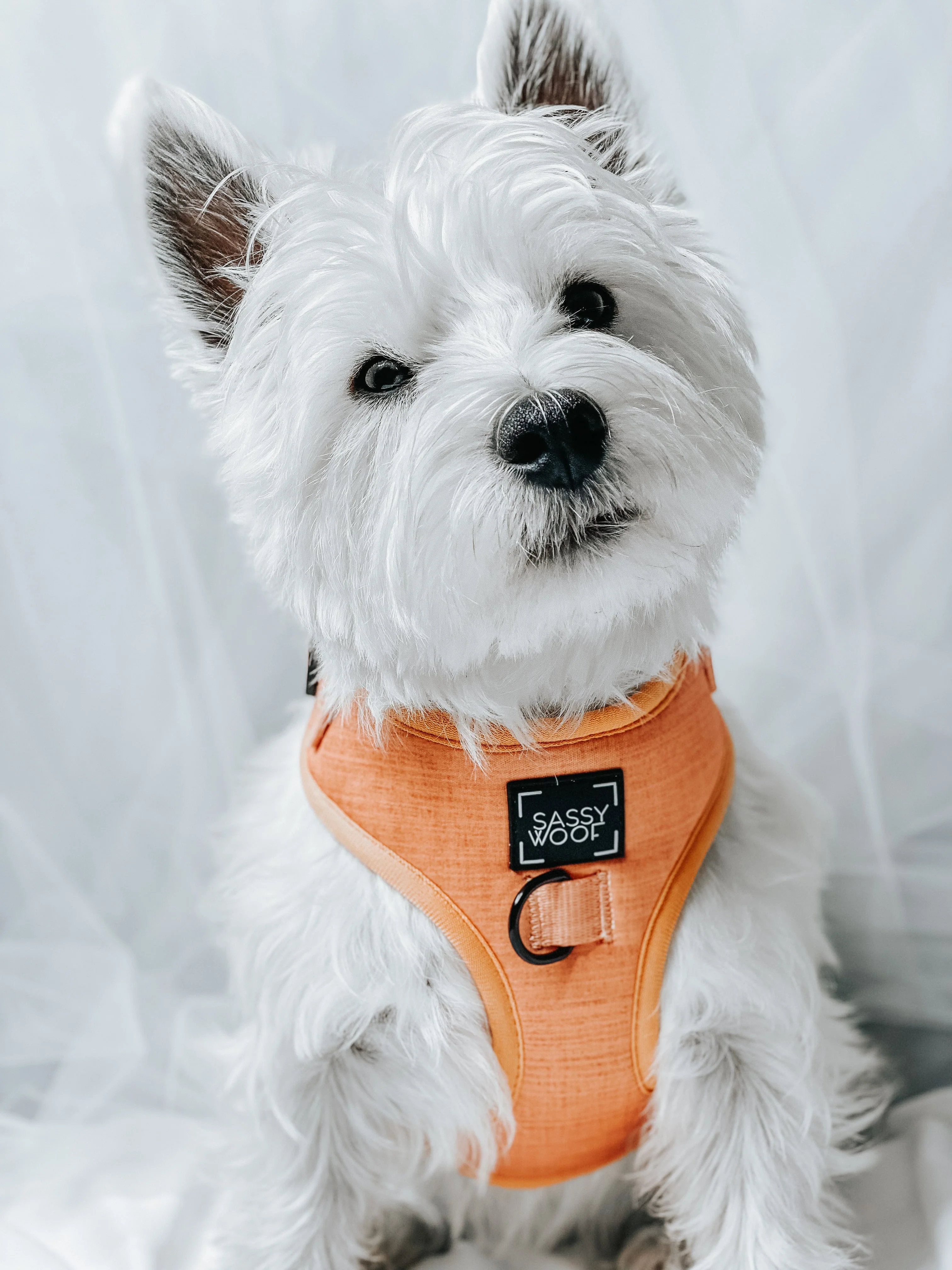 Dog Four Piece Bundle - Apple Cider - Image 11