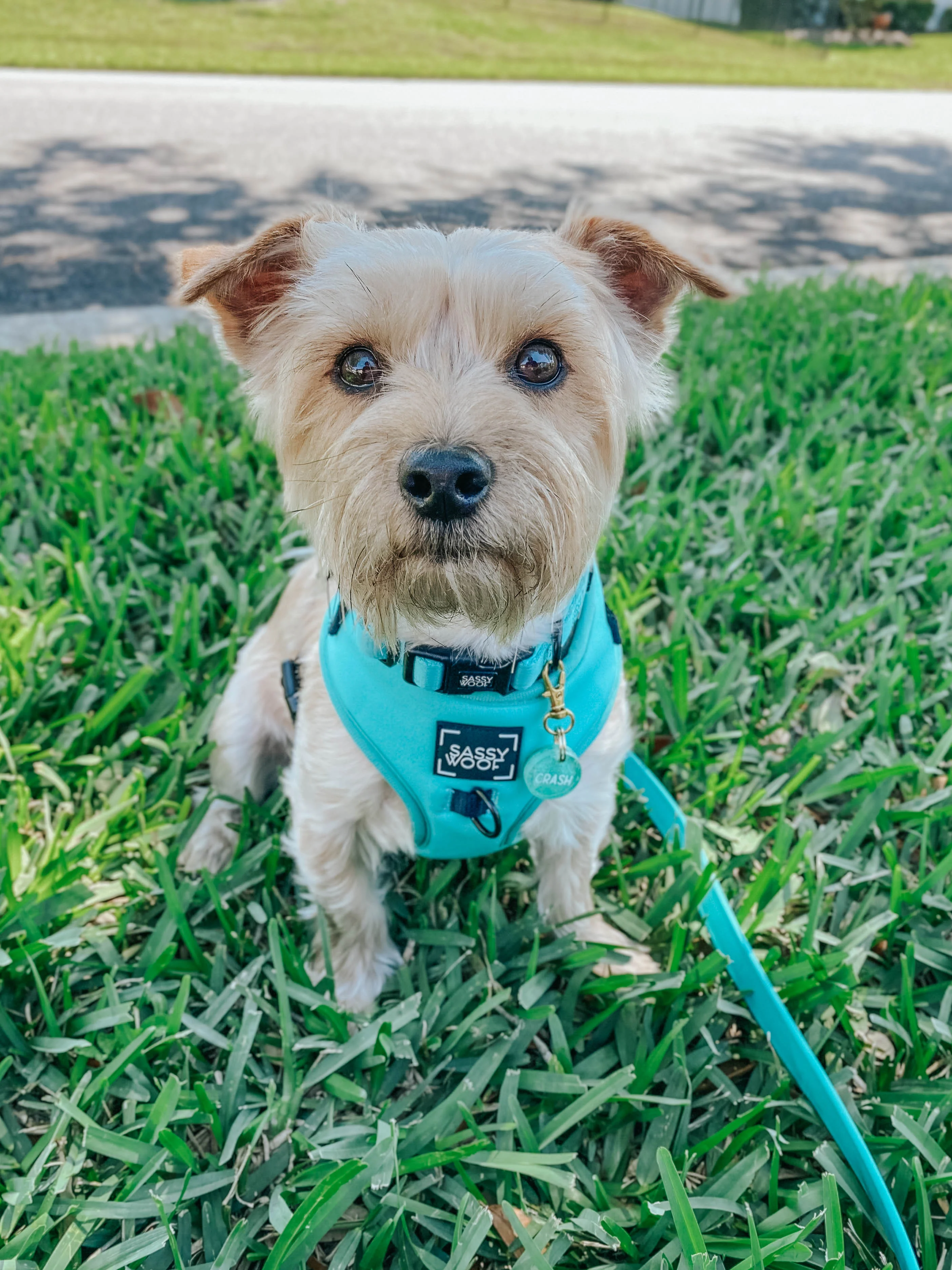 Dog Four Piece Bundle - Neon Blue - Image 13