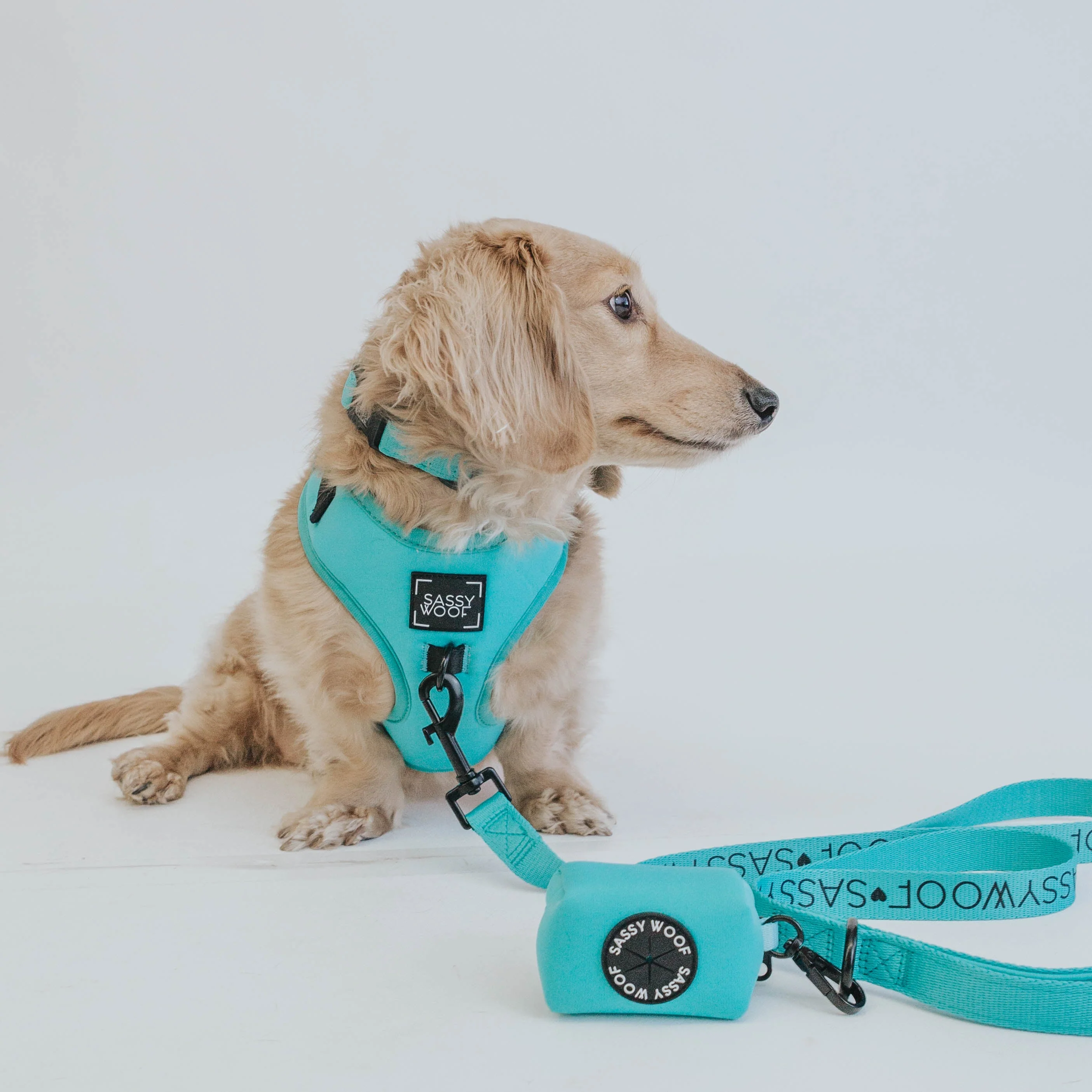 Dog Four Piece Bundle - Neon Blue - Image 16