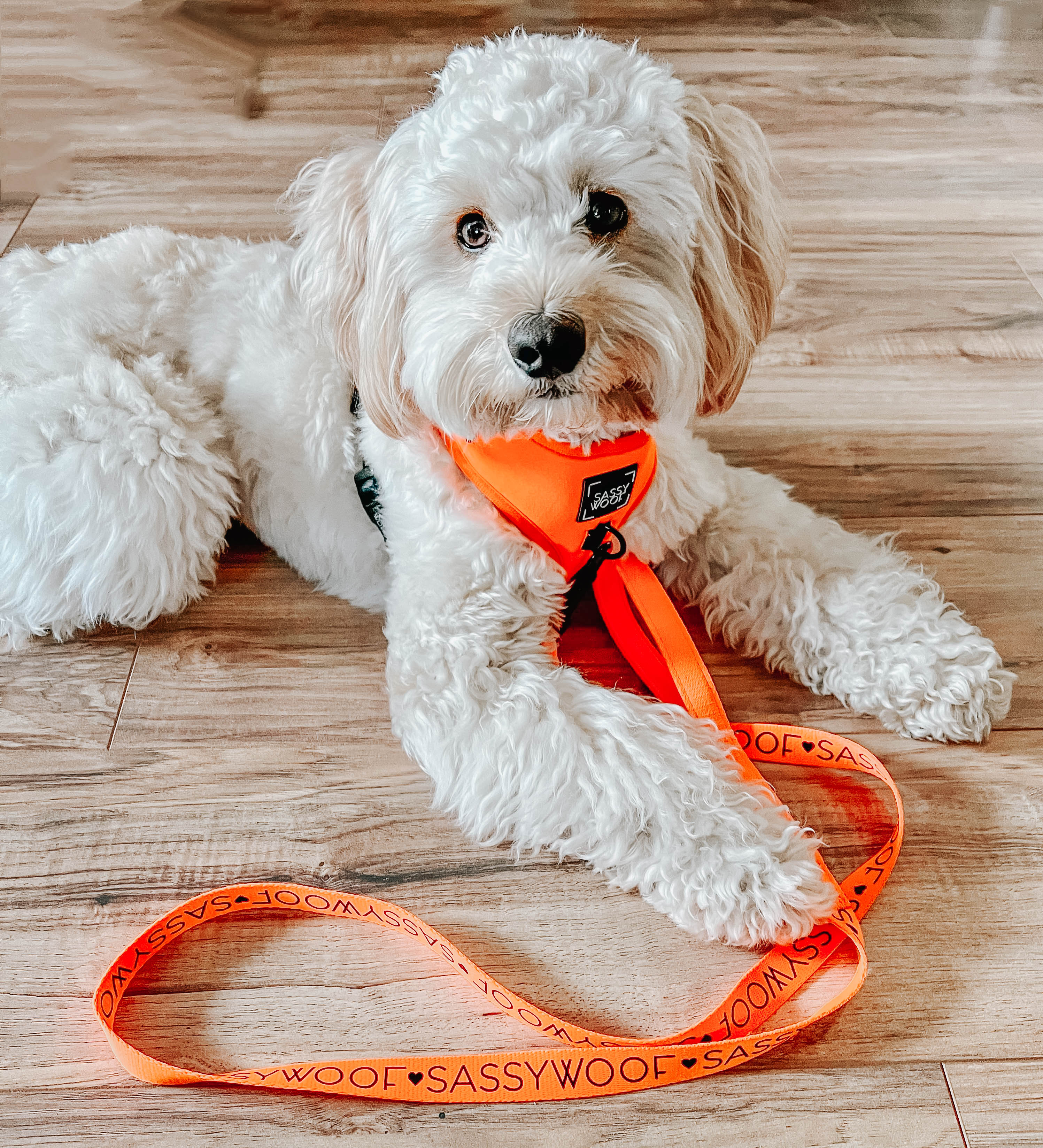 Dog Four Piece Bundle - Neon Orange - Image 13