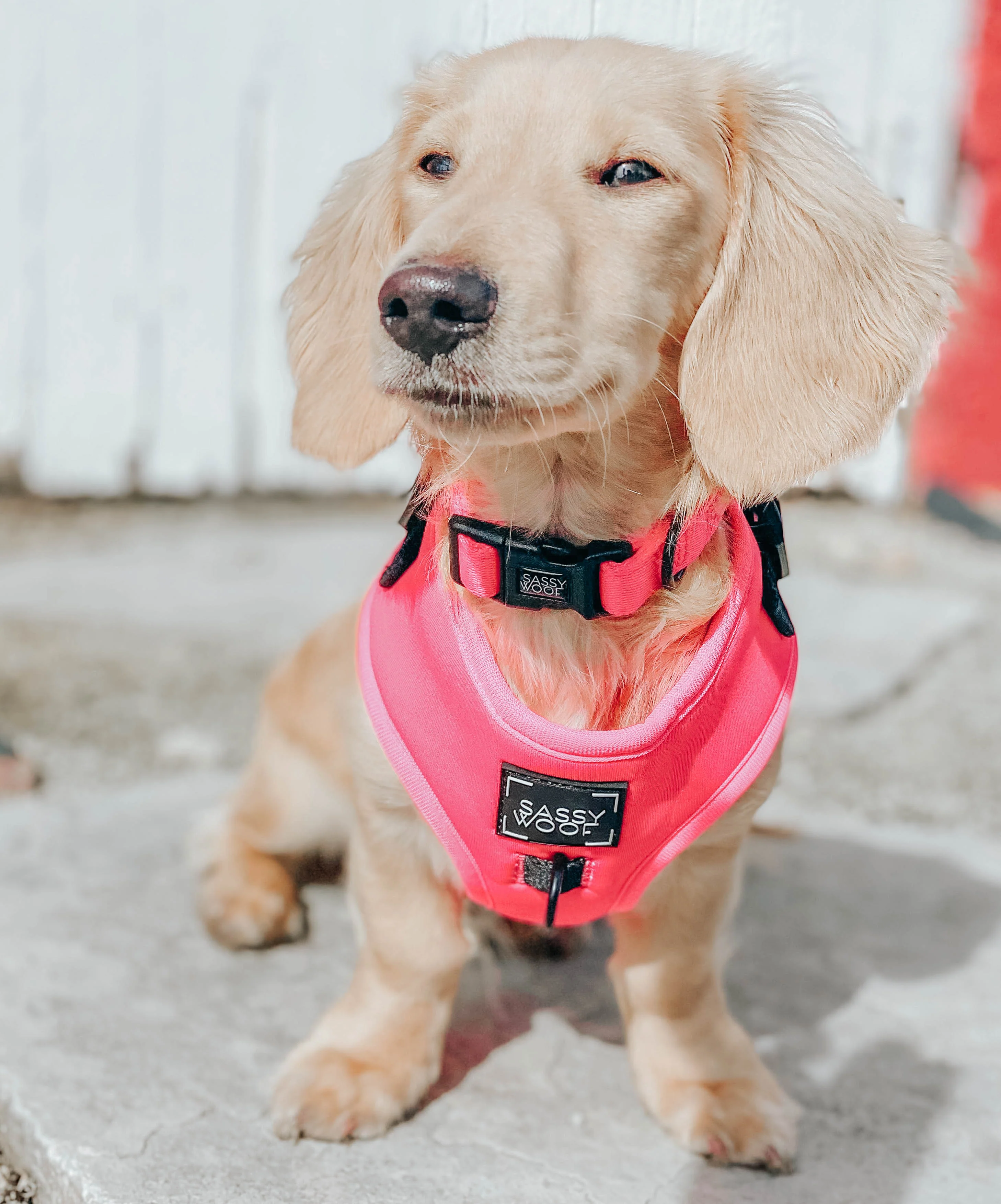 Dog Four Piece Bundle - Neon Pink - Image 17