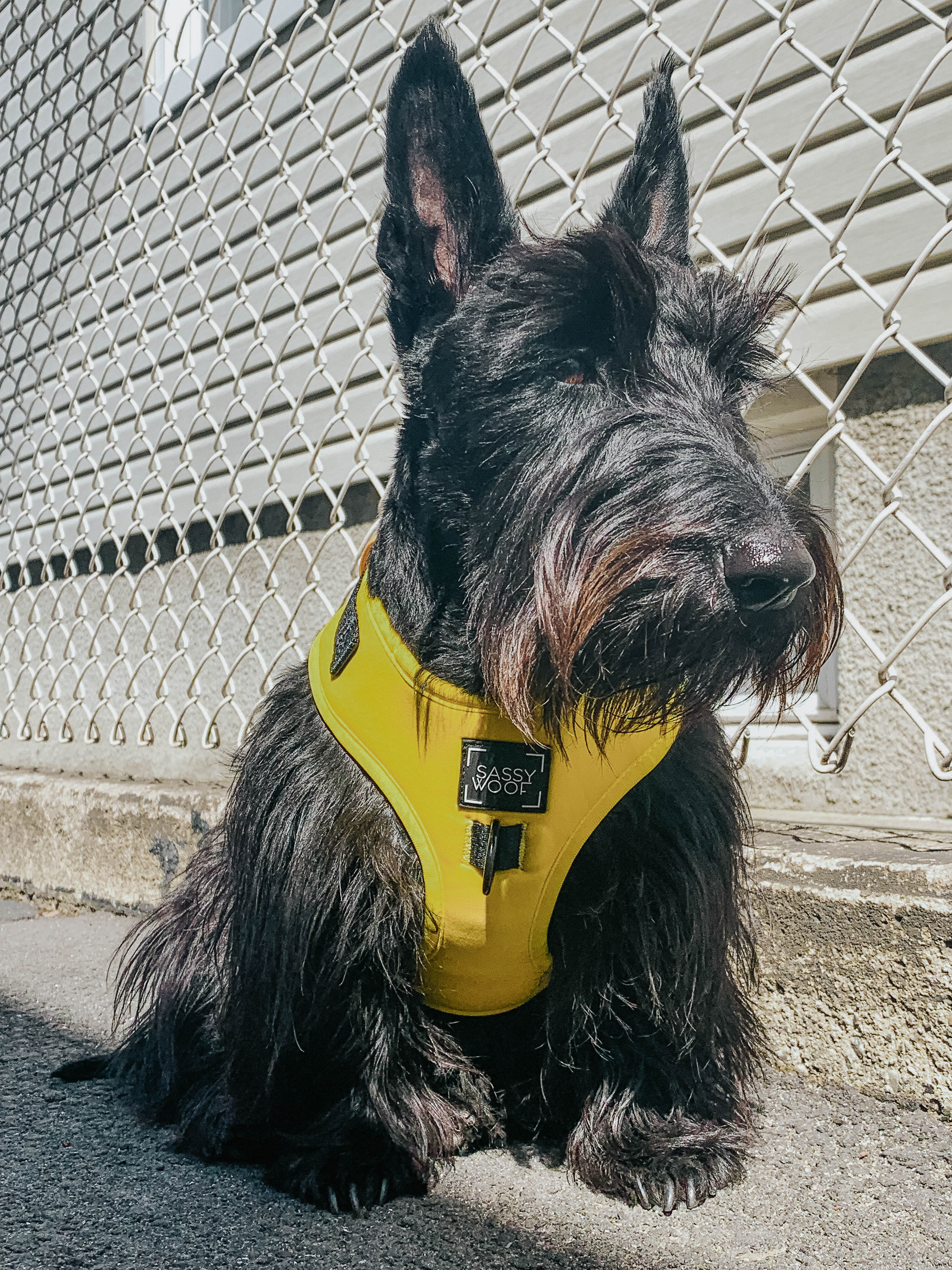 Dog Four Piece Bundle - Neon Yellow - Image 19