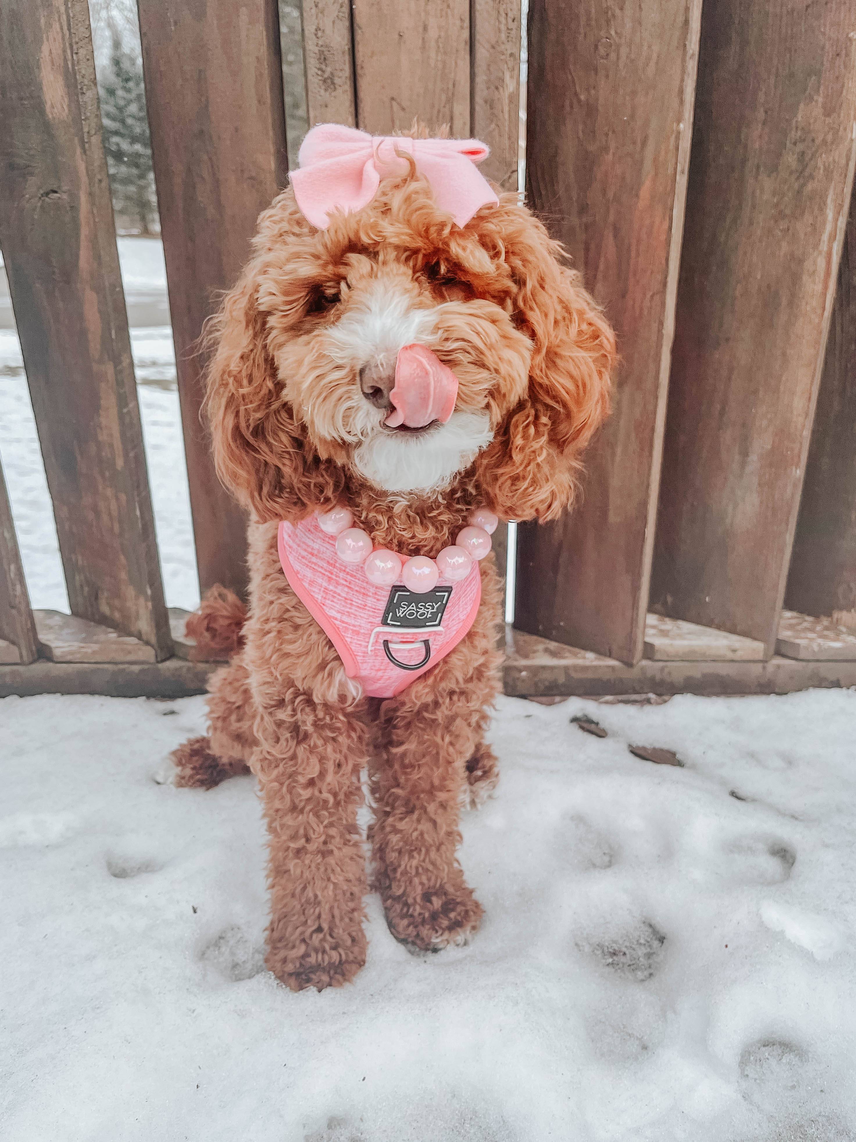 Dog Four Piece Bundle - Dolce Rose - Image 12