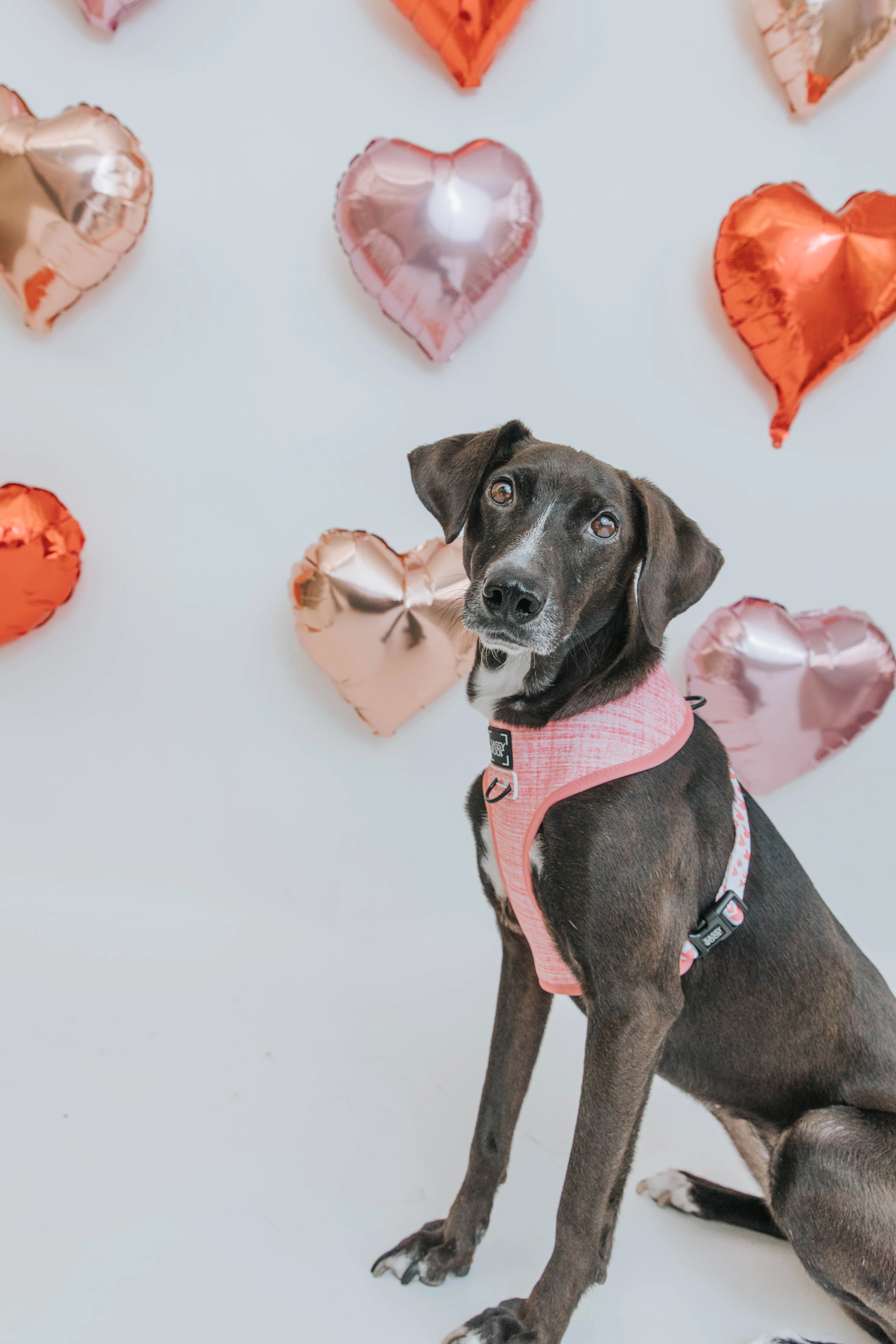 Dog Four Piece Bundle - Dolce Rose - Image 14