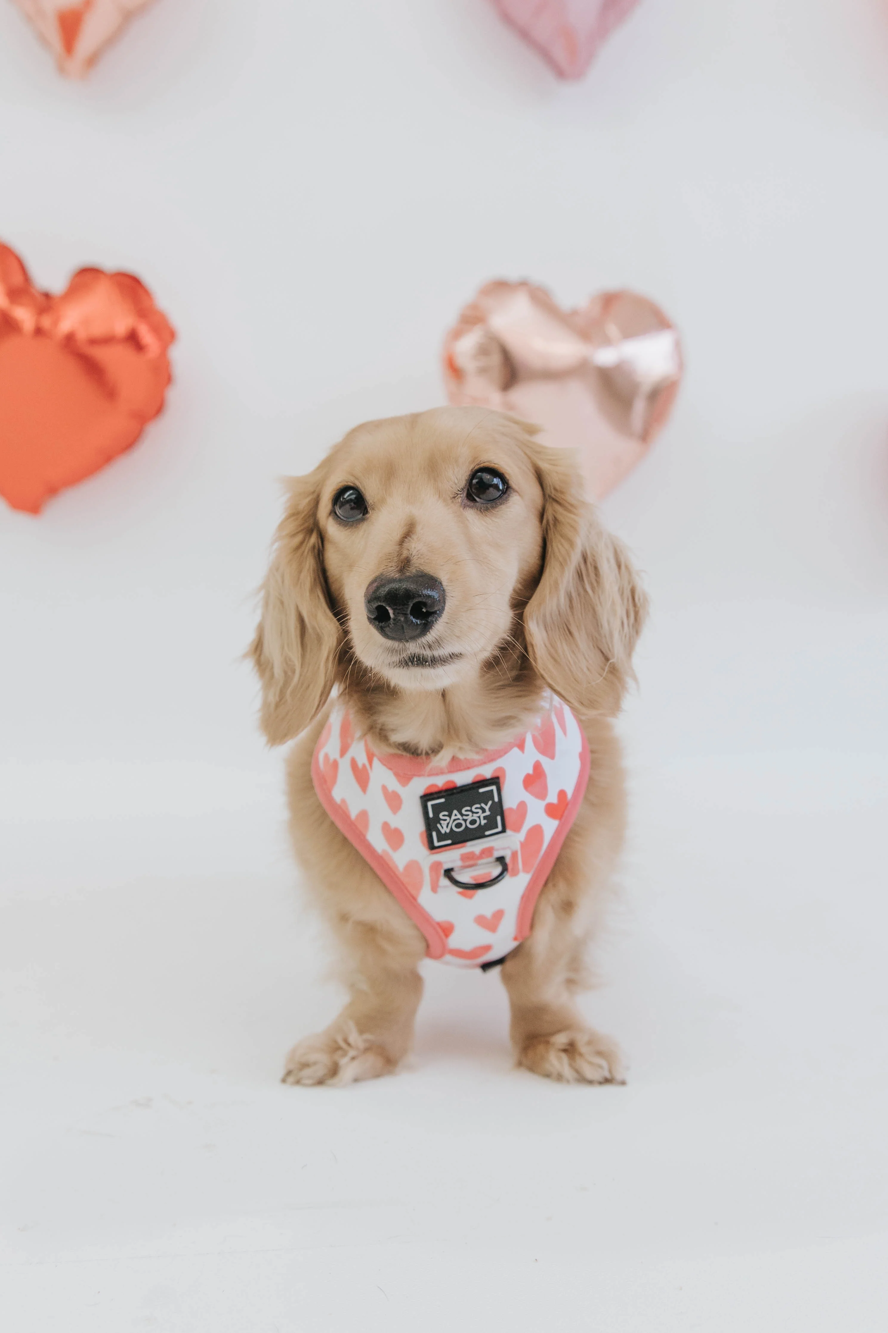 Dog Four Piece Bundle - Dolce Rose - Image 15