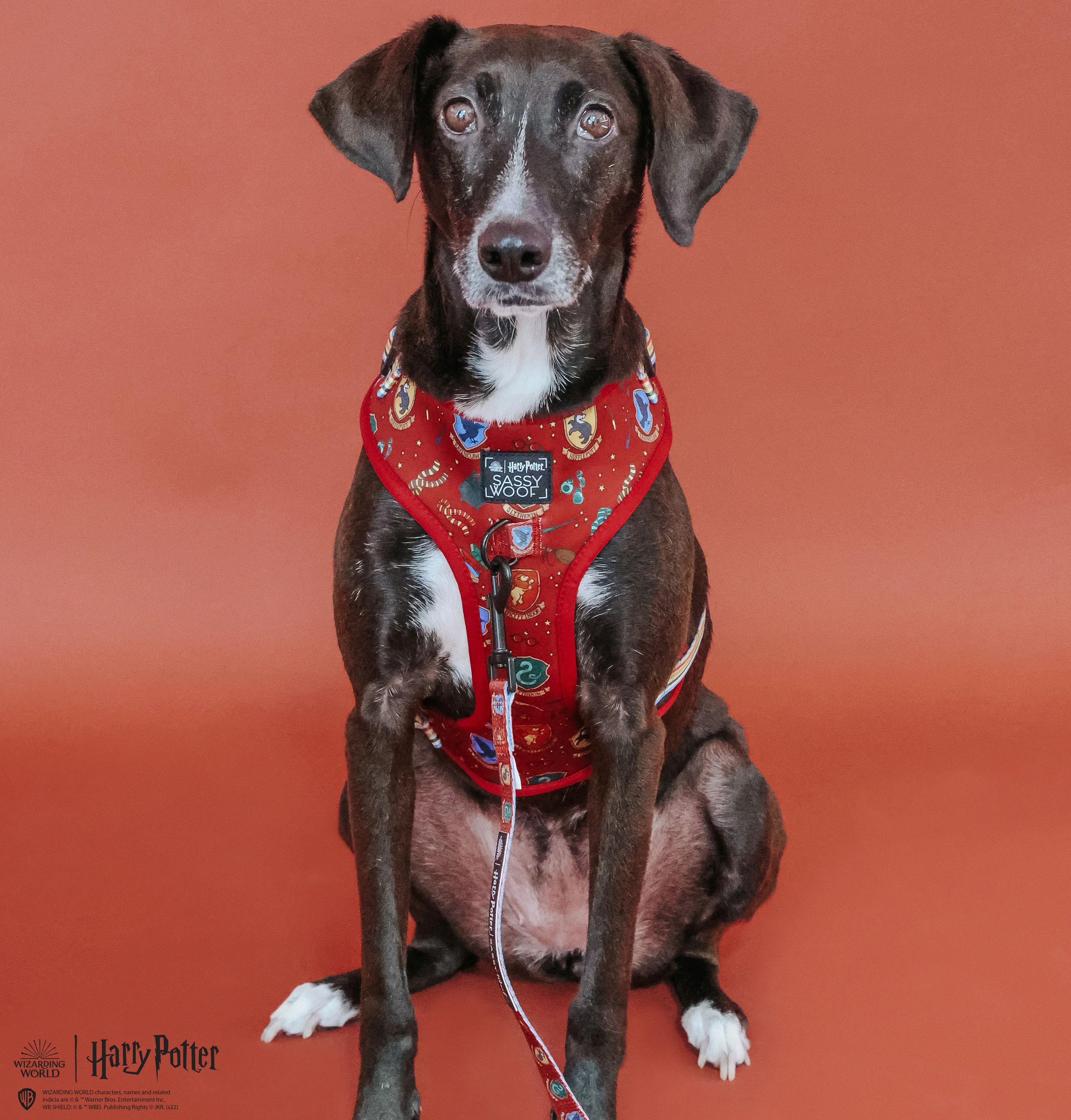 Harness Three Piece Bundle - Harry Potter™ - Image 15