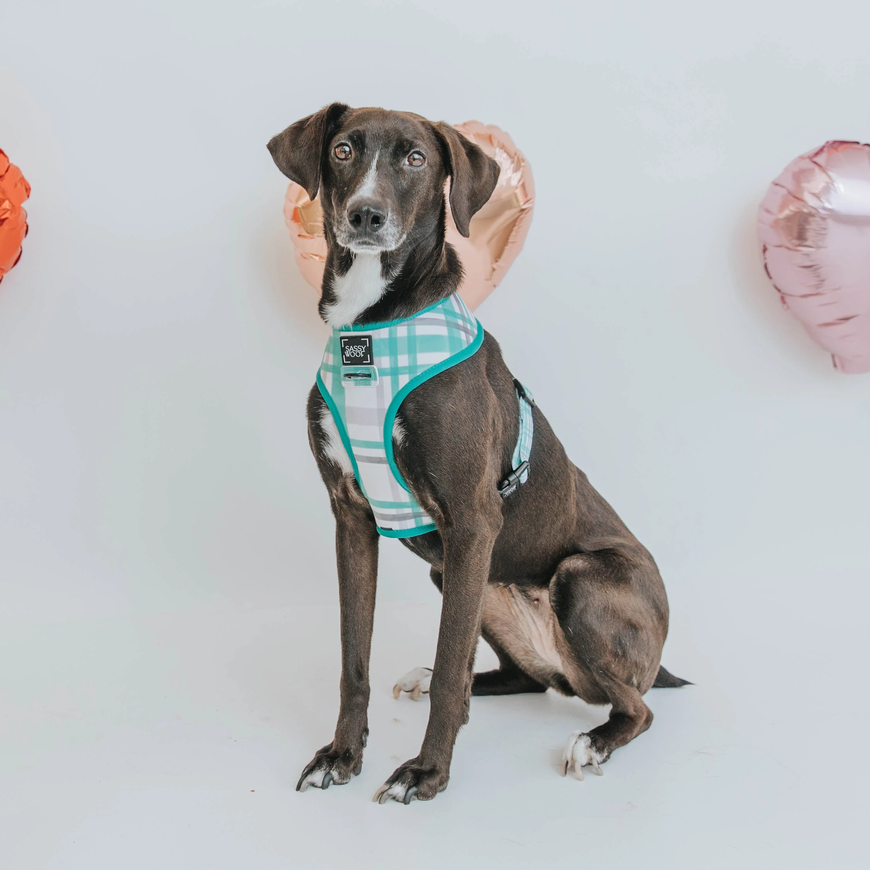 Dog Four Piece Bundle - Wag Your Teal - Image 10