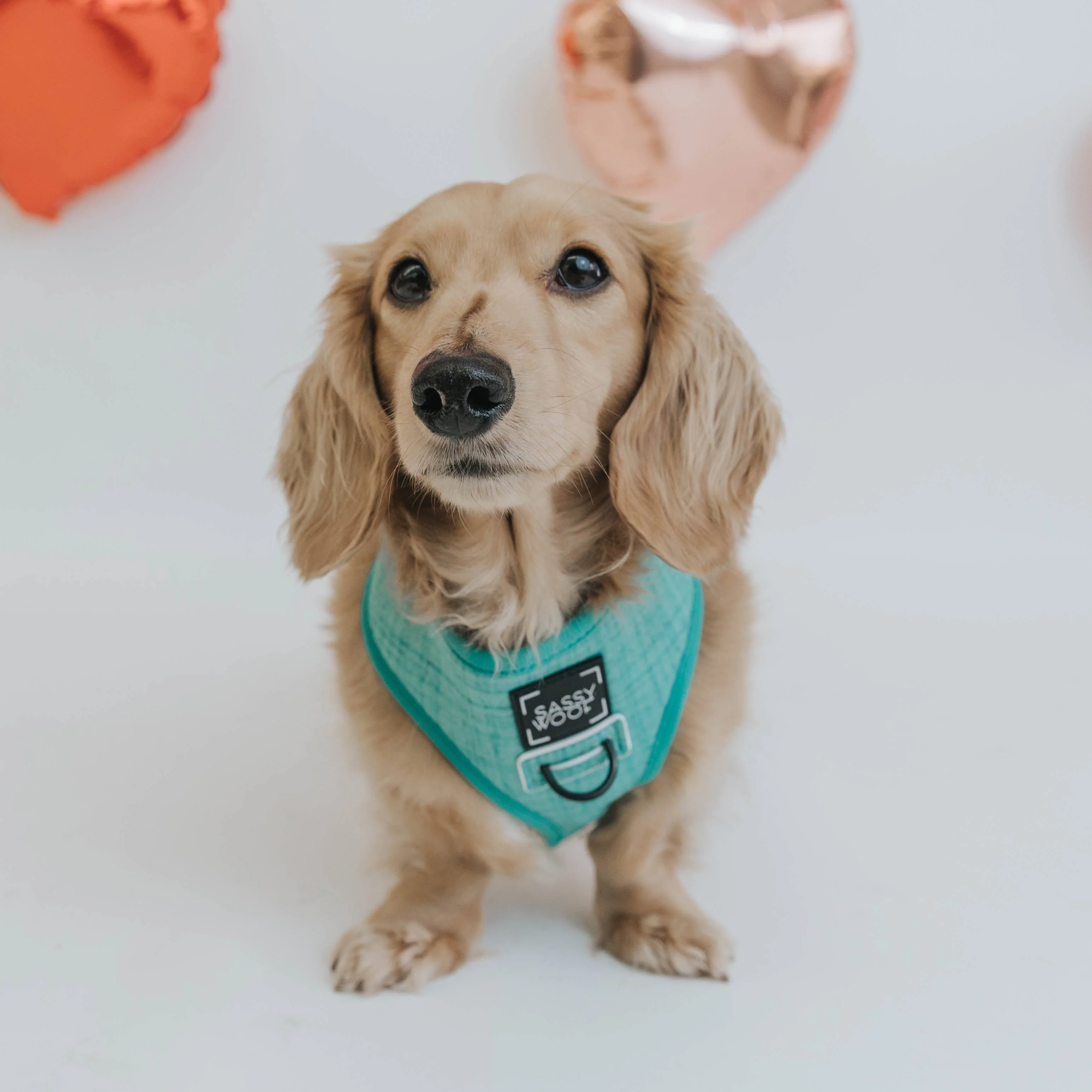 Dog Four Piece Bundle - Wag Your Teal - Image 11