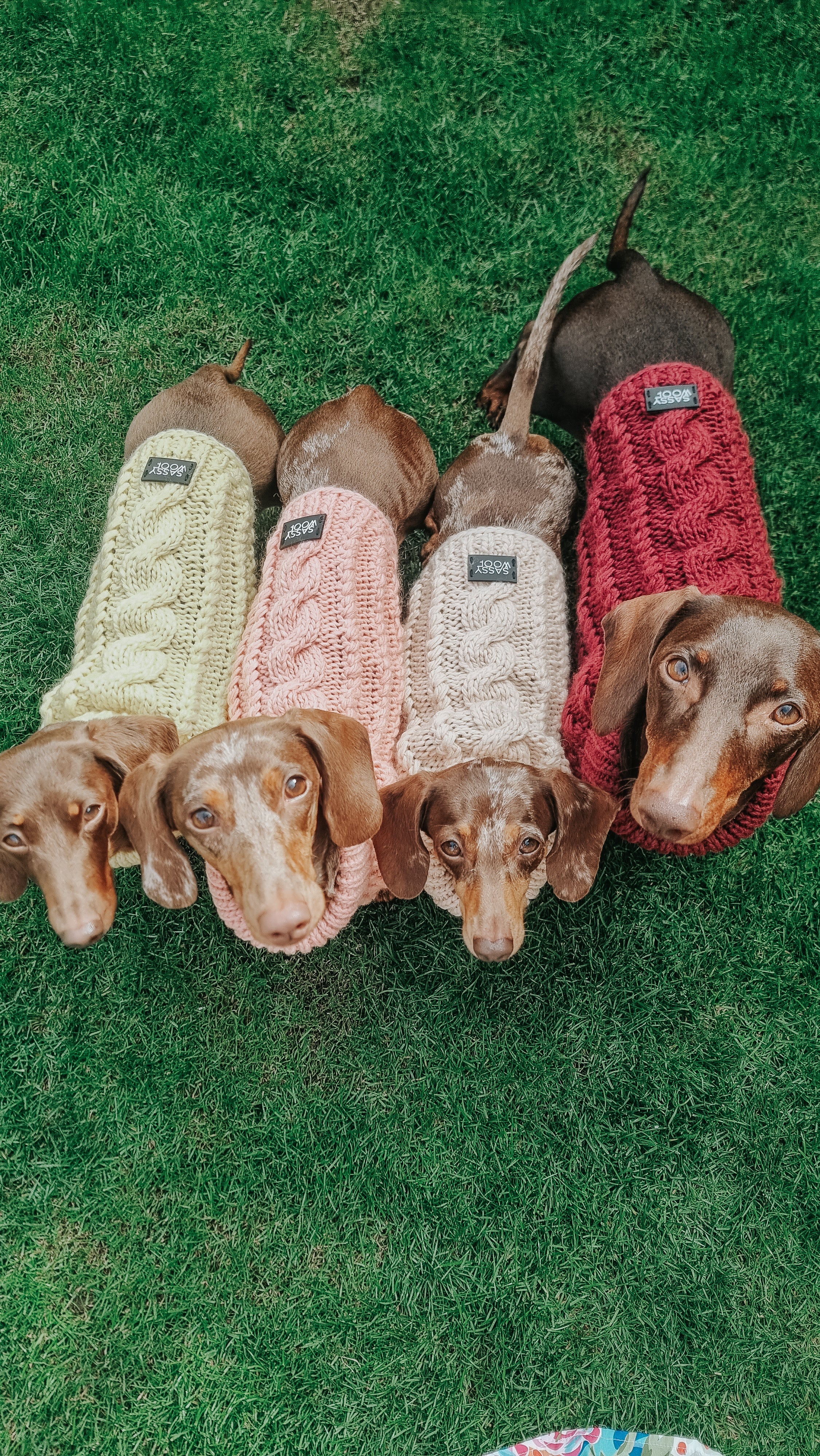 Pet Cable Knit Sweater - Beige - Image 5