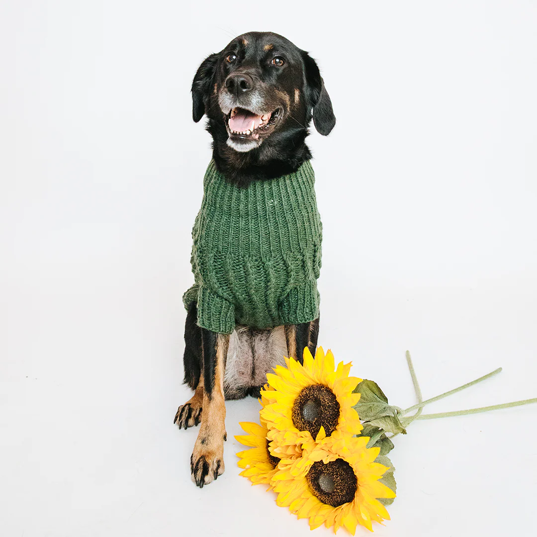 Pet Cable Knit Sweater - Dark Green - Image 10