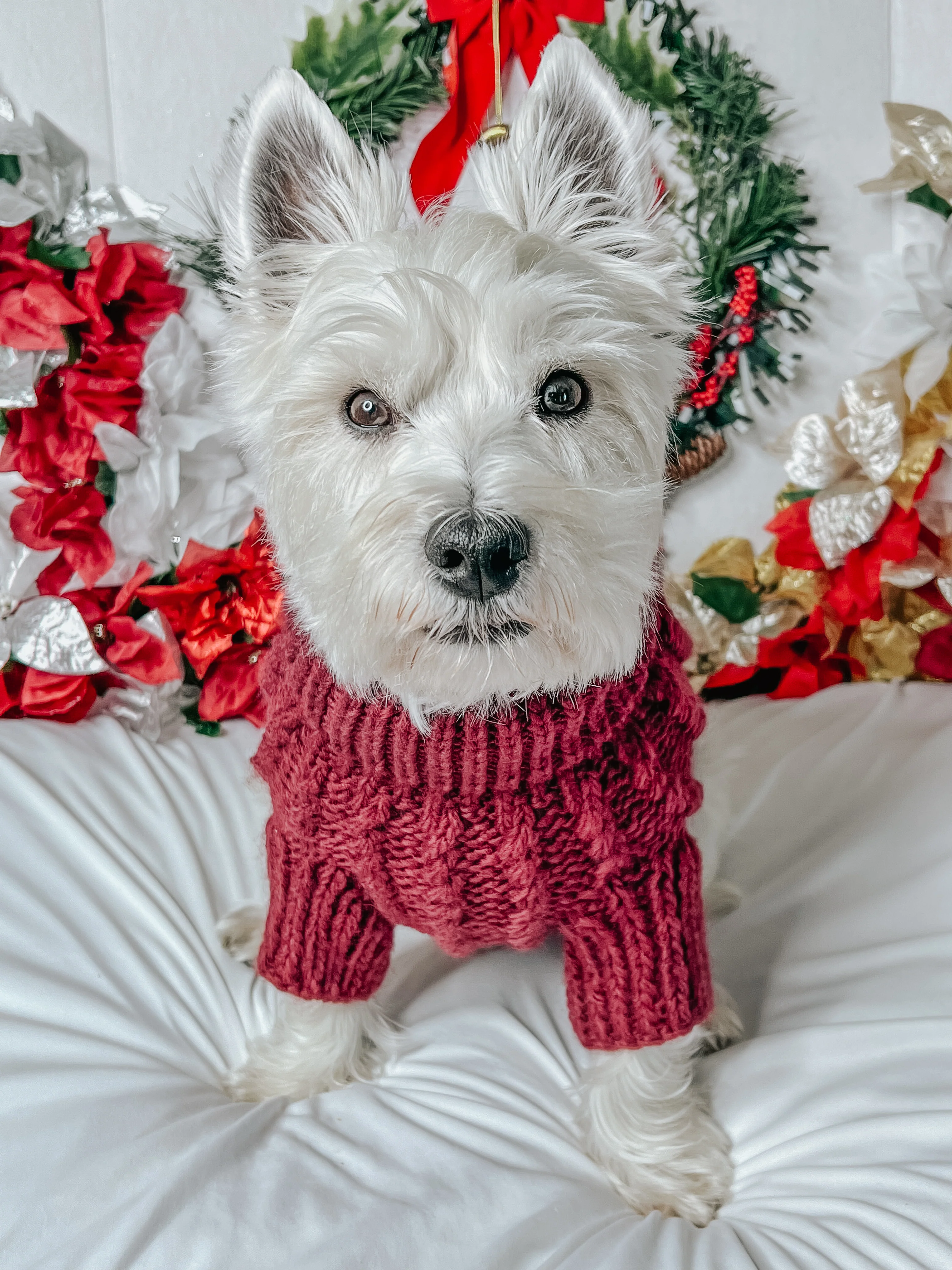 Pet Cable Knit Sweater - Red - Image 17