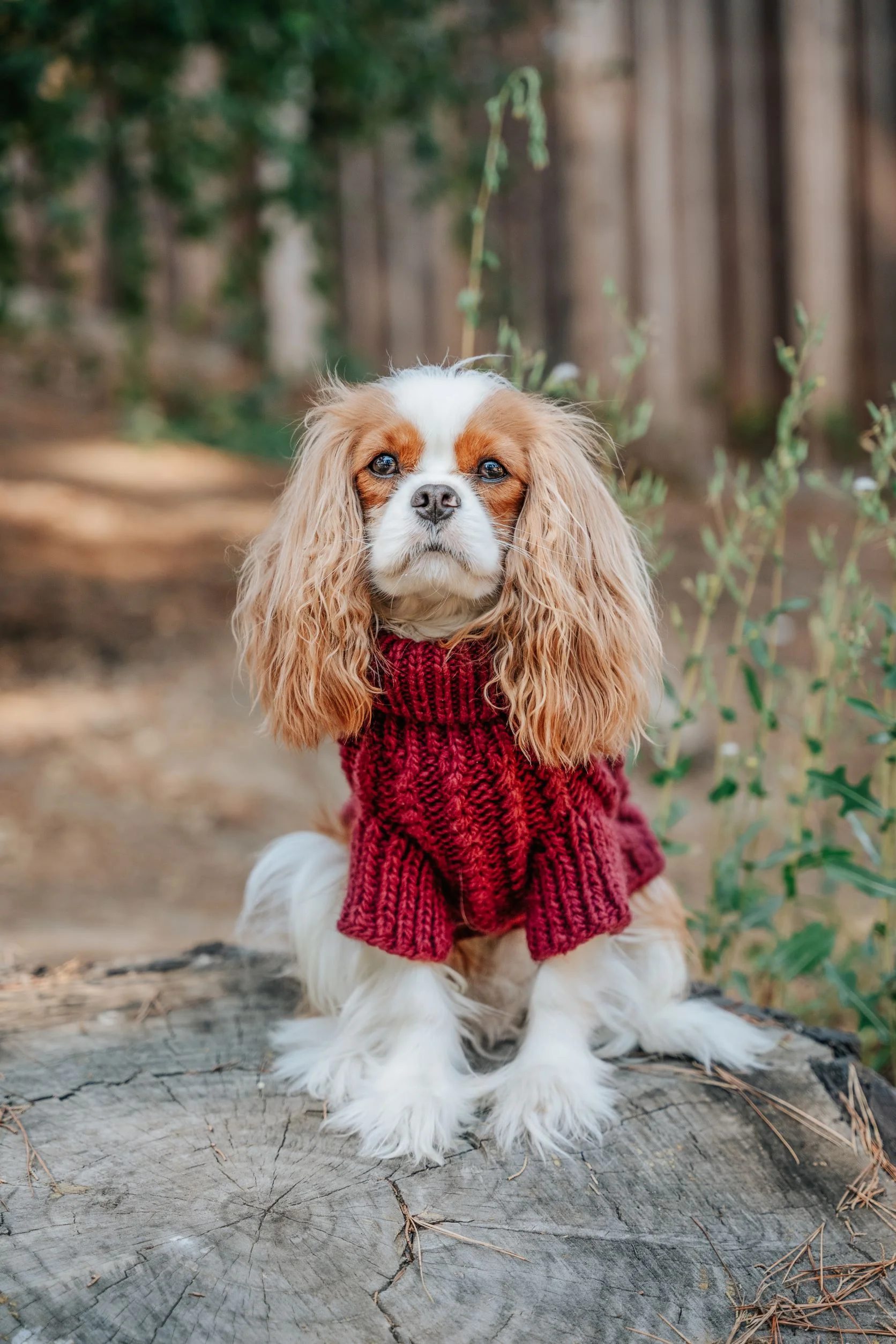 Pet Cable Knit Sweater - Red - Image 25