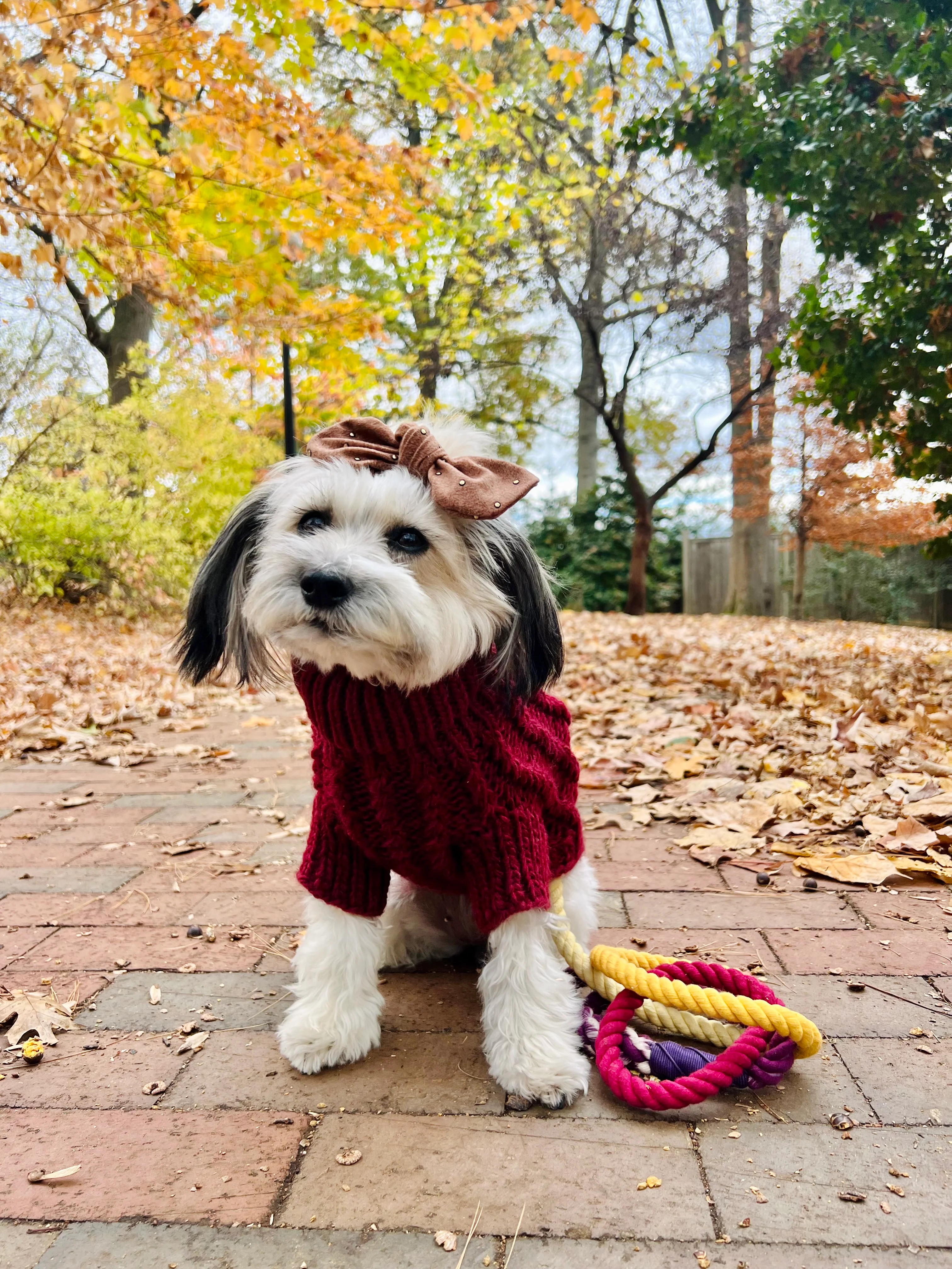 Pet Cable Knit Sweater - Red - Image 7