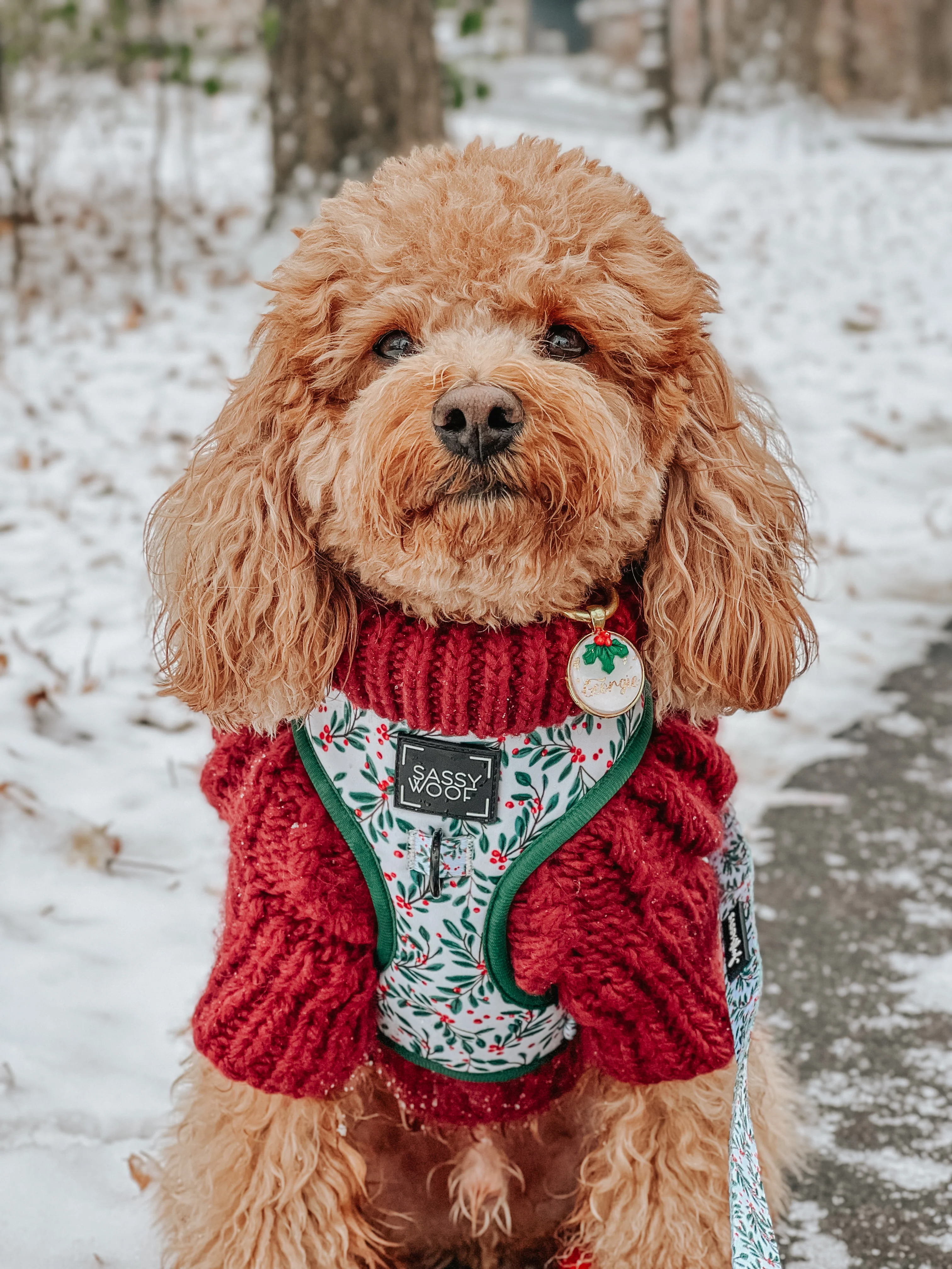 Pet Cable Knit Sweater - Red - Image 9