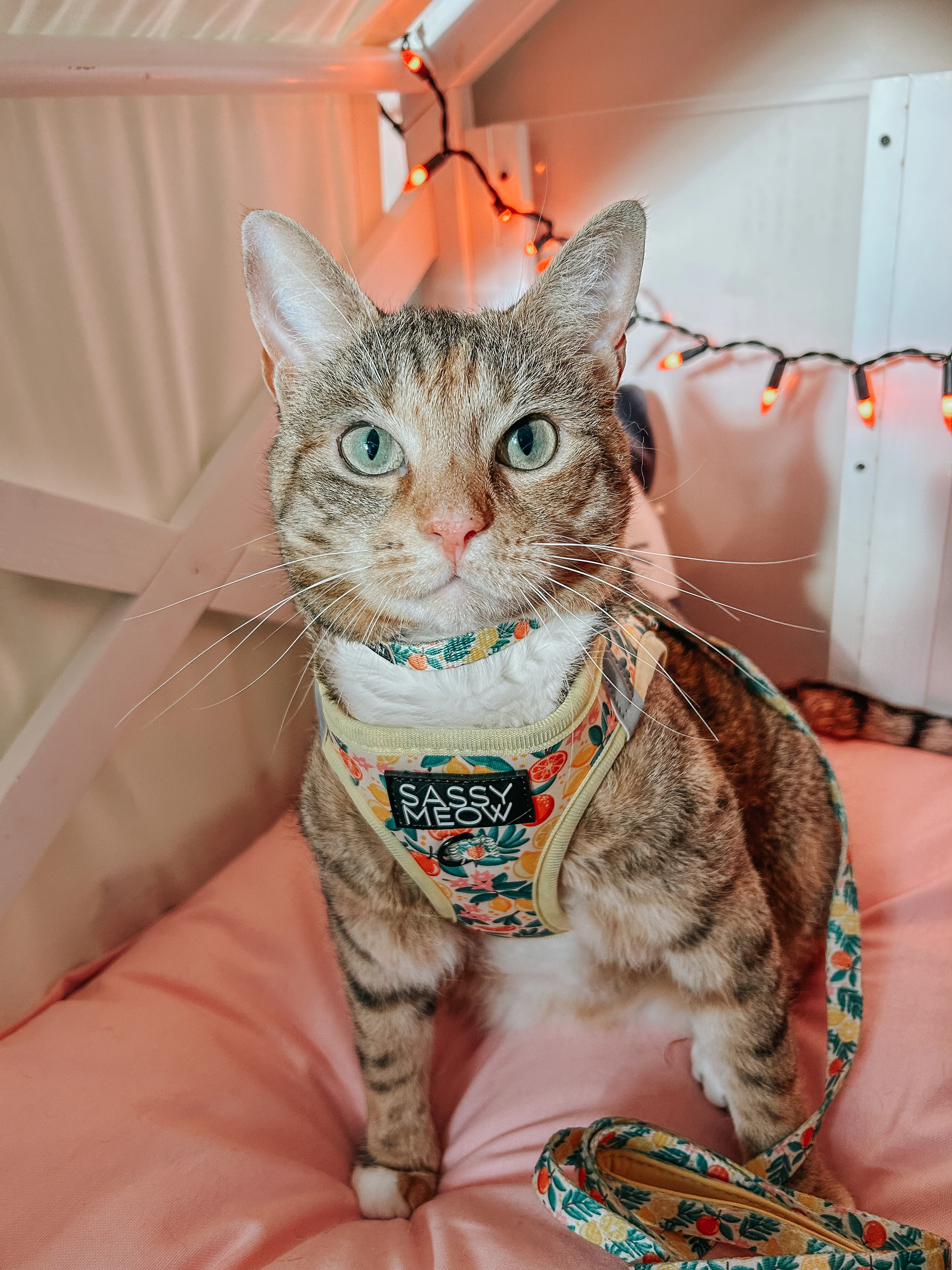 Cat Step-In Harness - Zest Friends - Image 11