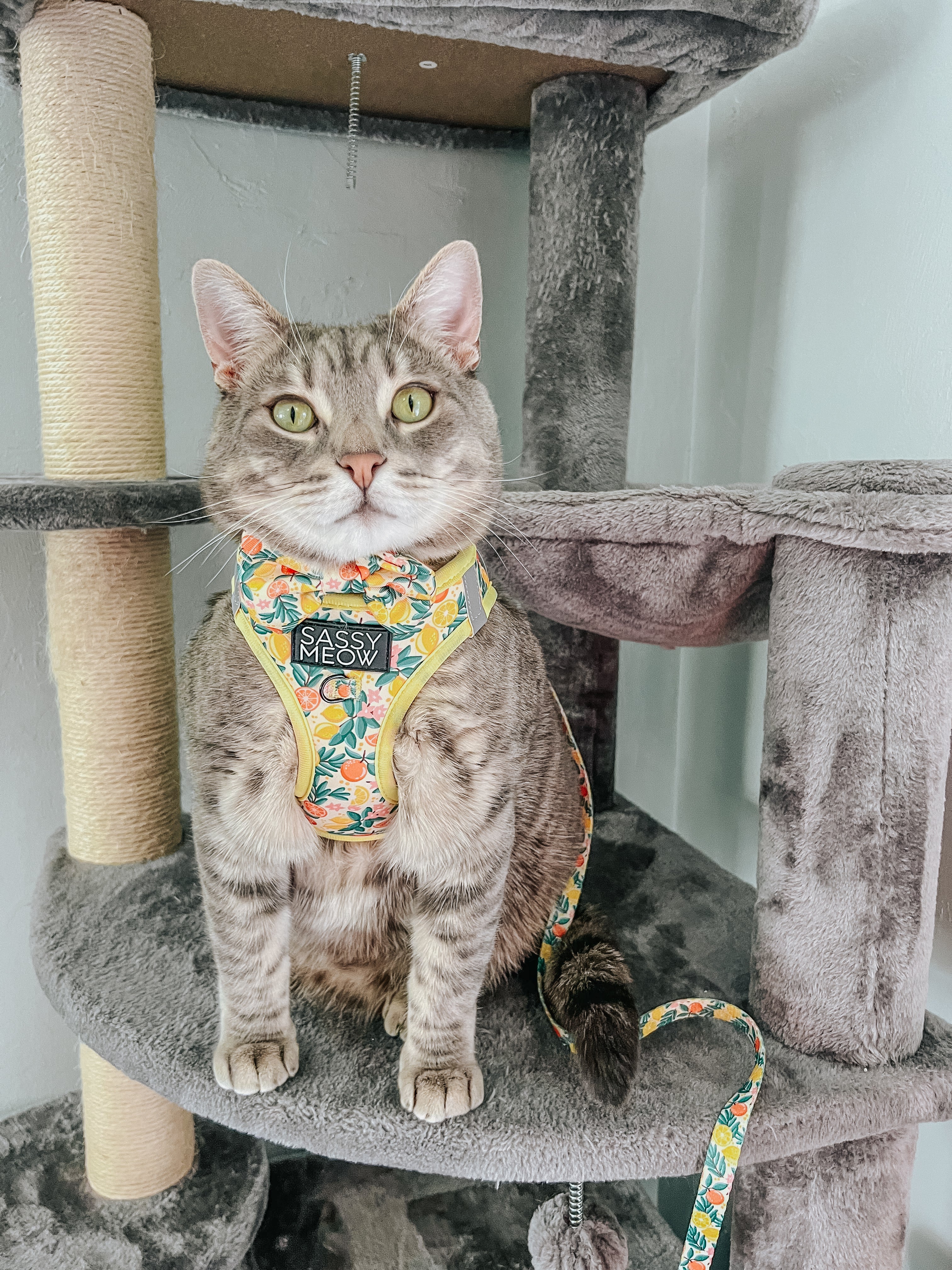 Cat Step-In Harness - Zest Friends - Image 9