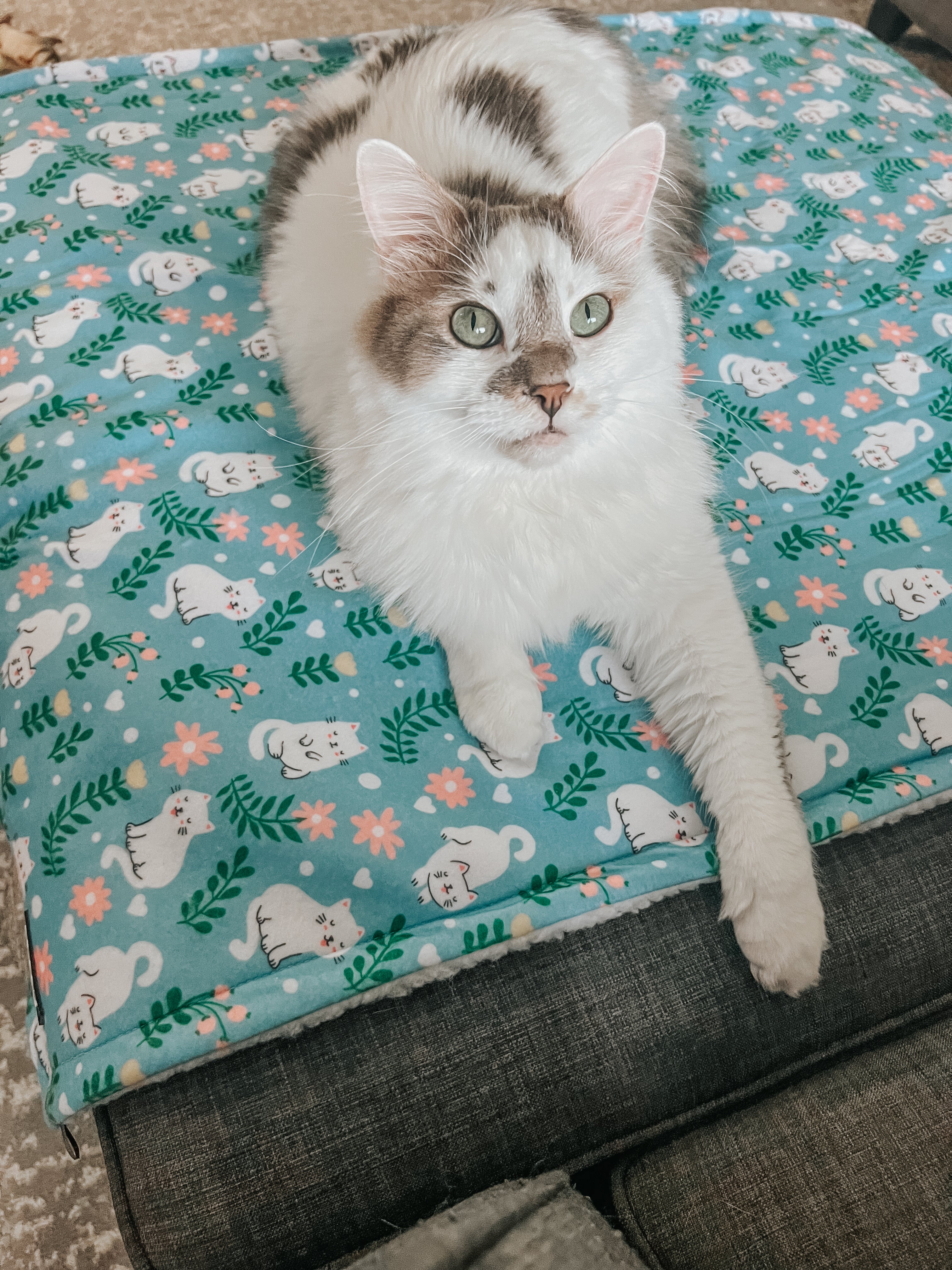Pet Blanket - Purrs & Petals - Image 4