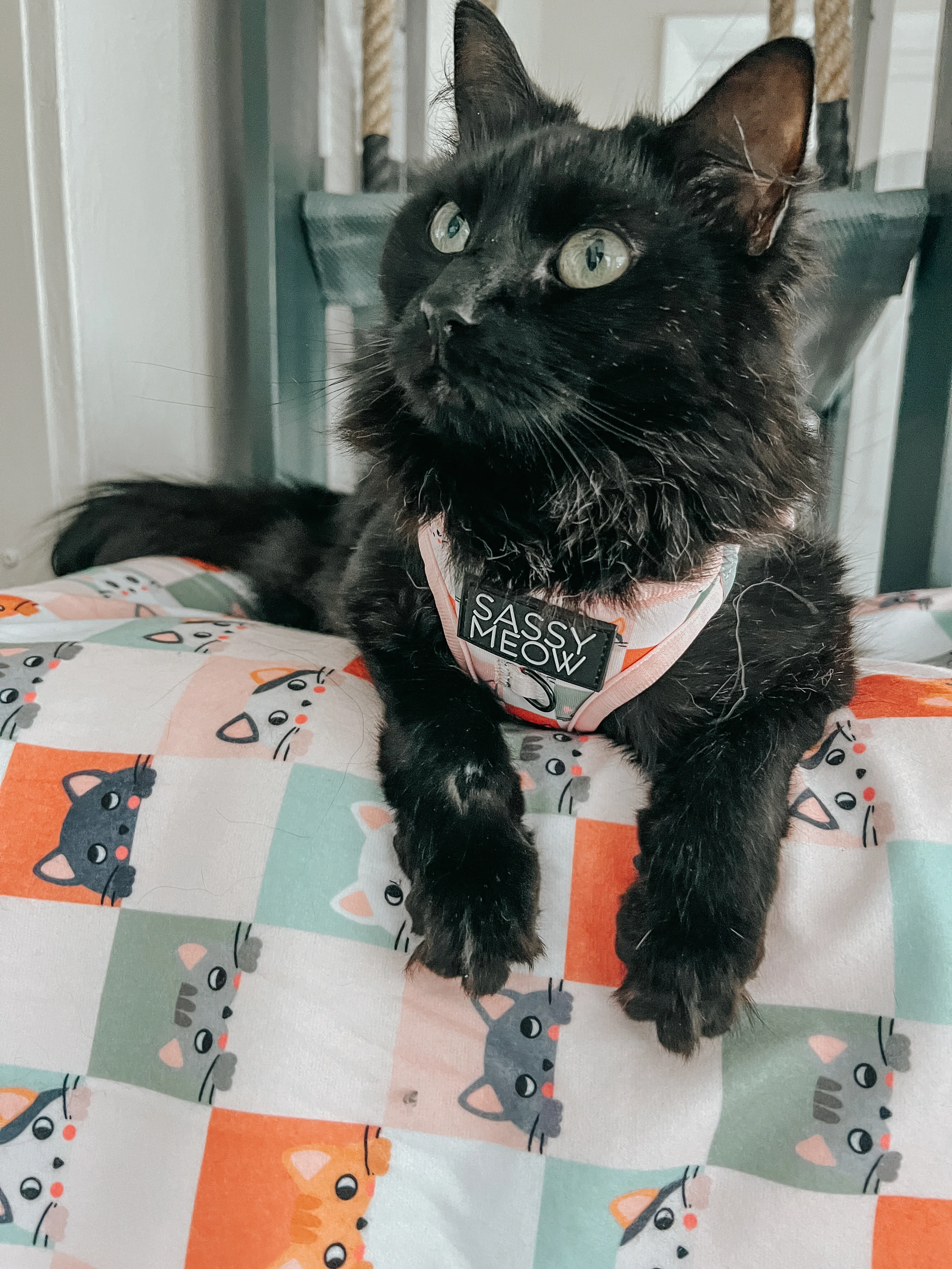 Pet Blanket - Smitten Kittens - Image 3