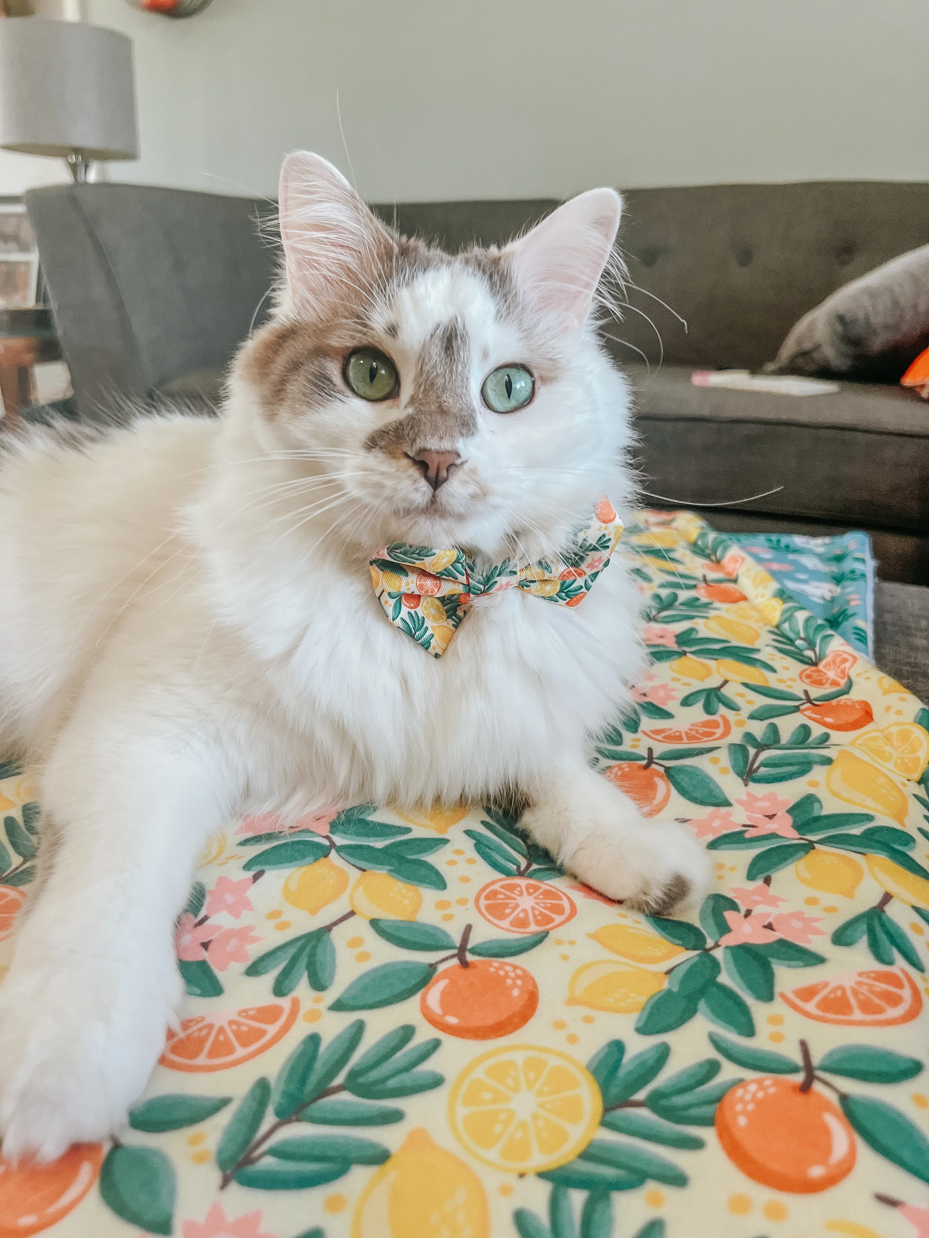Pet Blanket - Zest Friends - Image 4