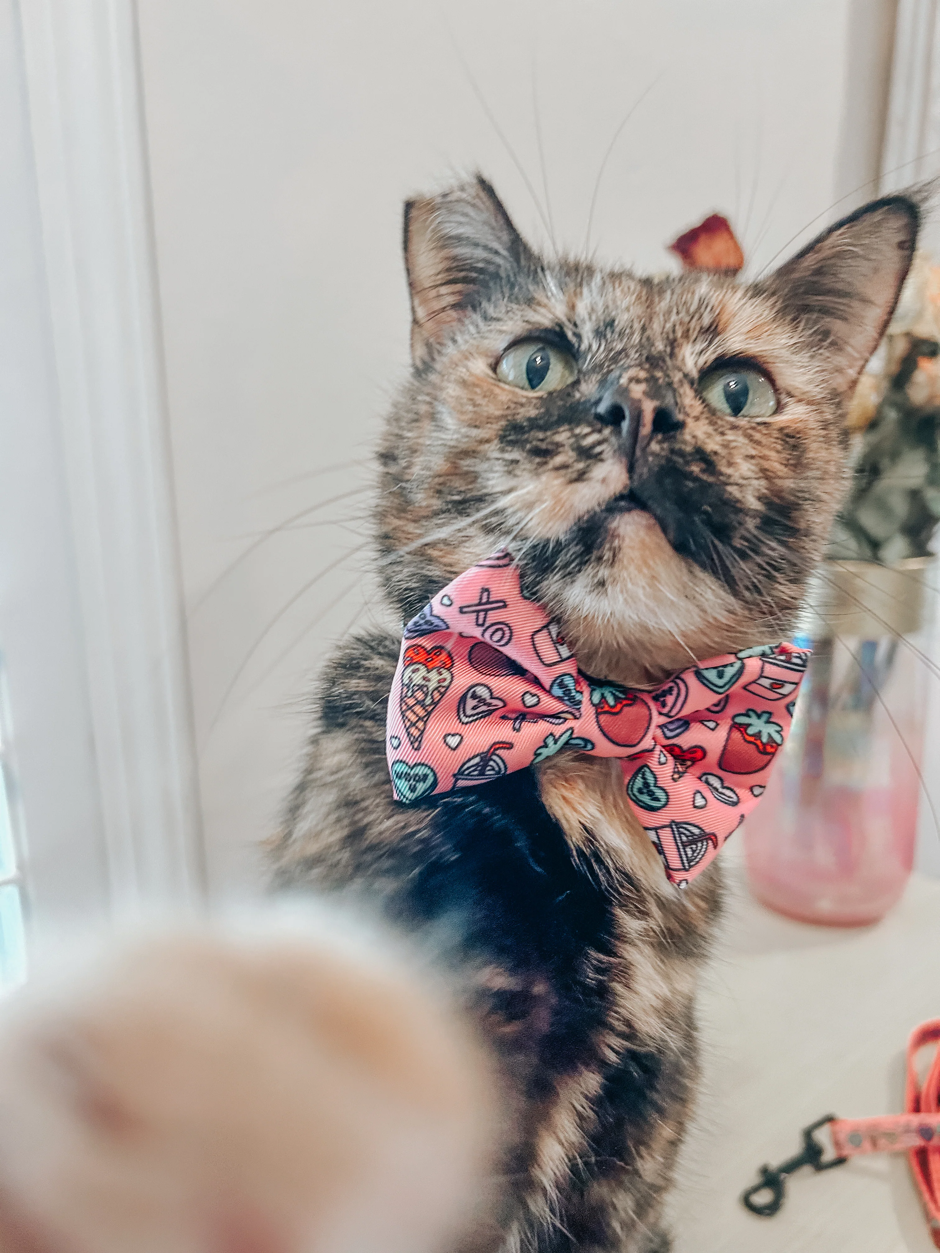 Cat Bowtie - I Chews You - Image 5