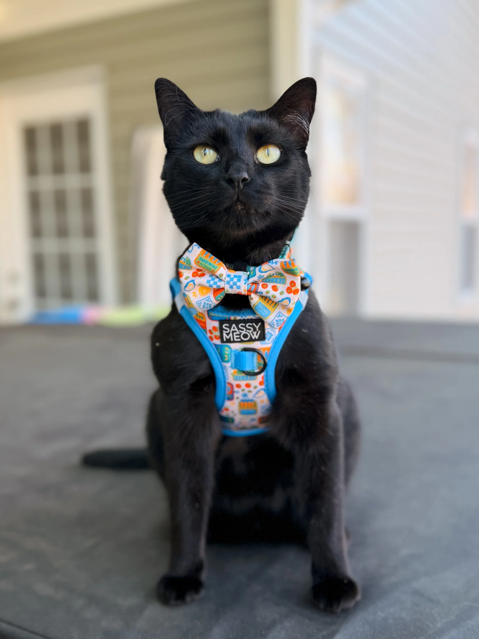 Cat Bowtie - Portofino - Image 8