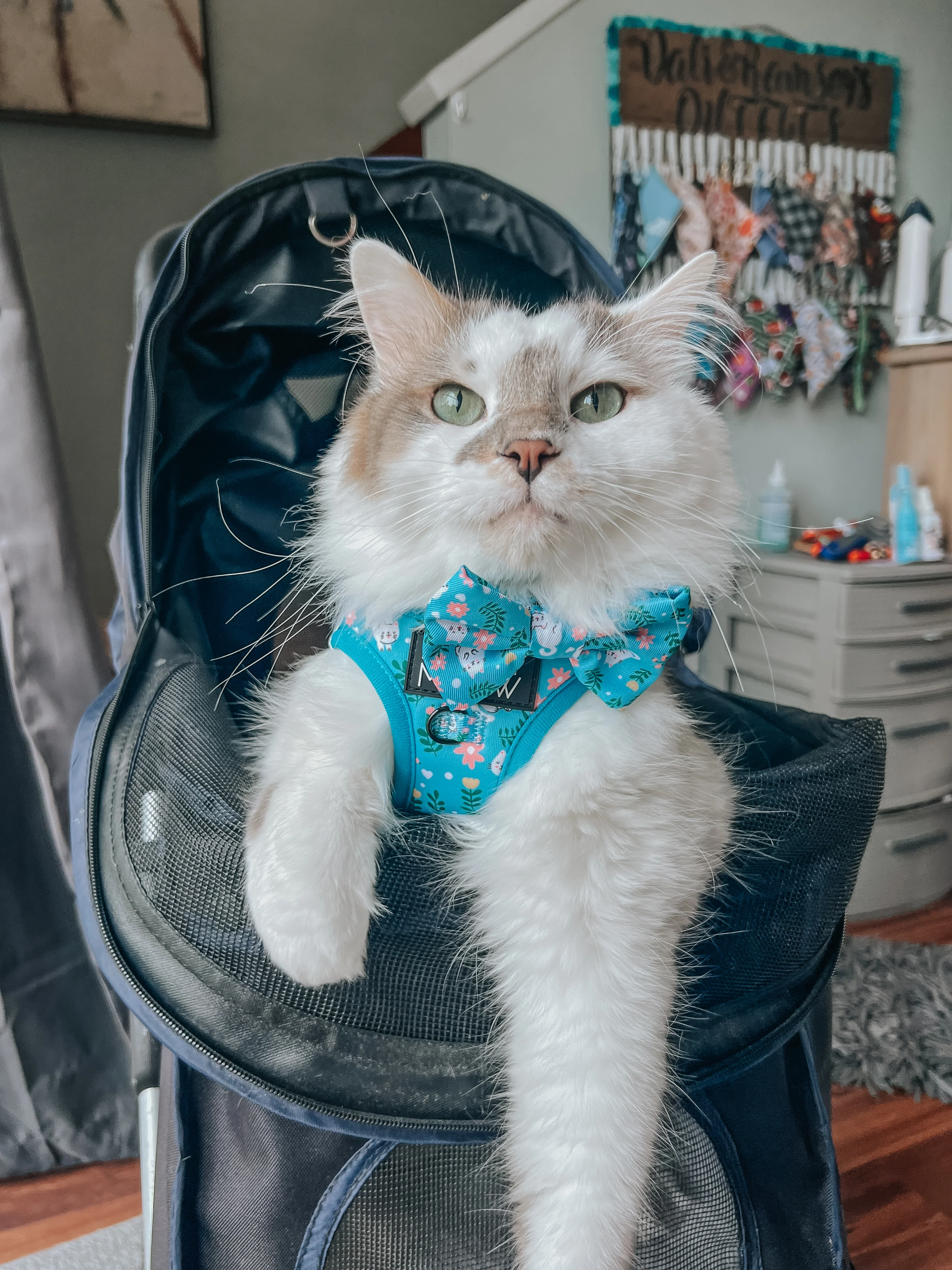 Cat Bowtie - Purrs & Petals - Image 5