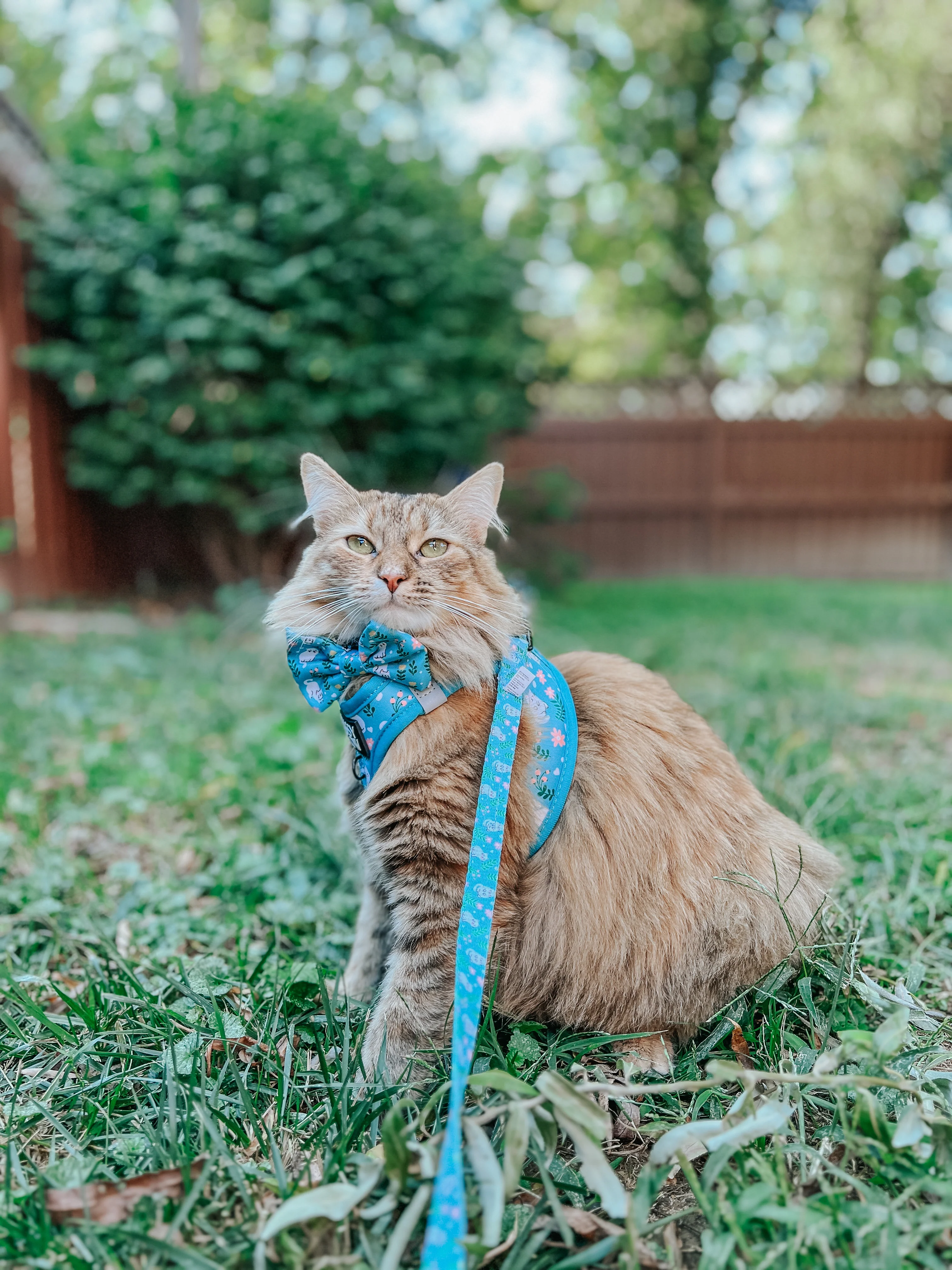 Cat Bowtie - Purrs & Petals - Image 6