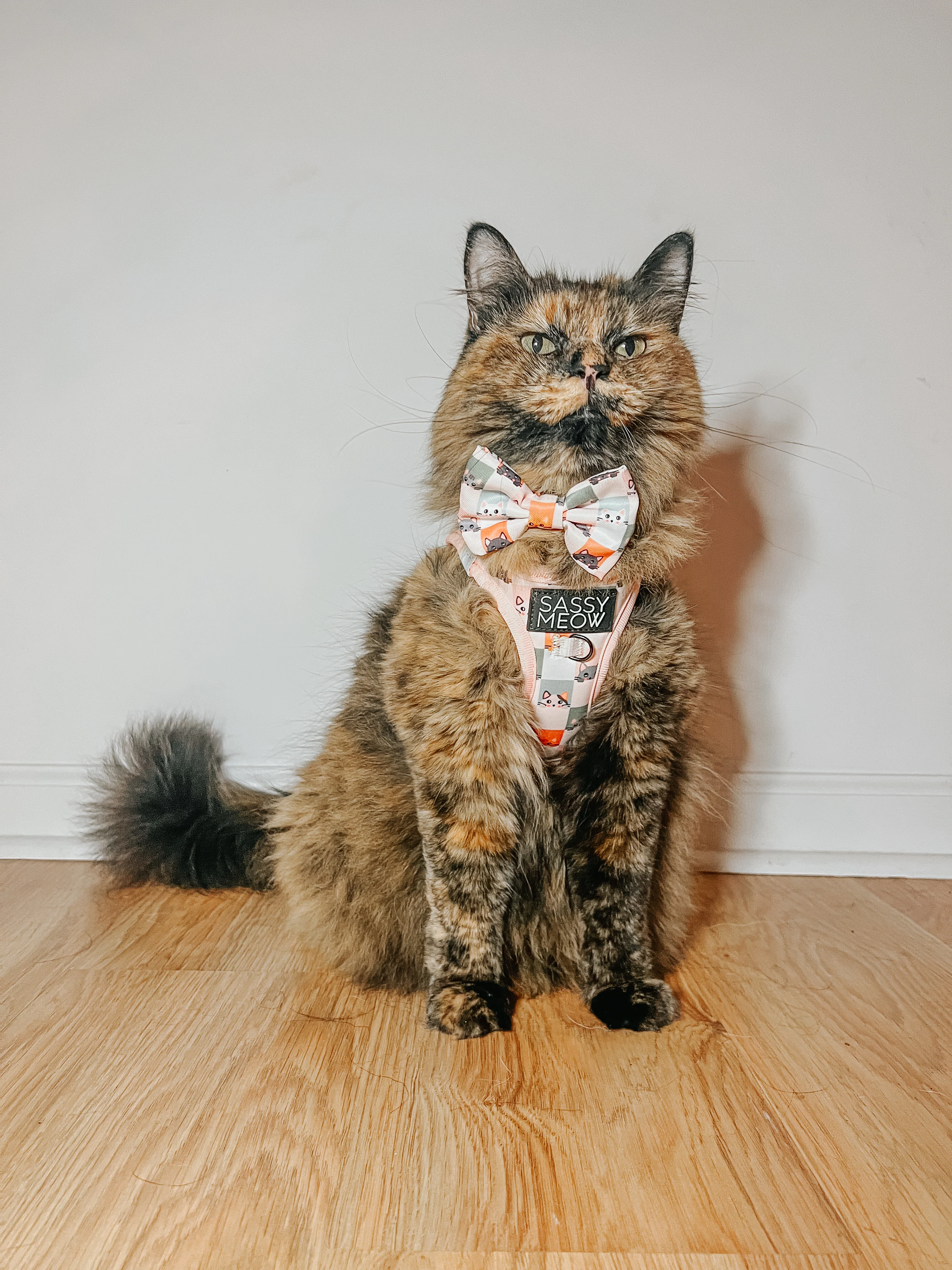 Cat Bowtie - Smitten Kittens - Image 7