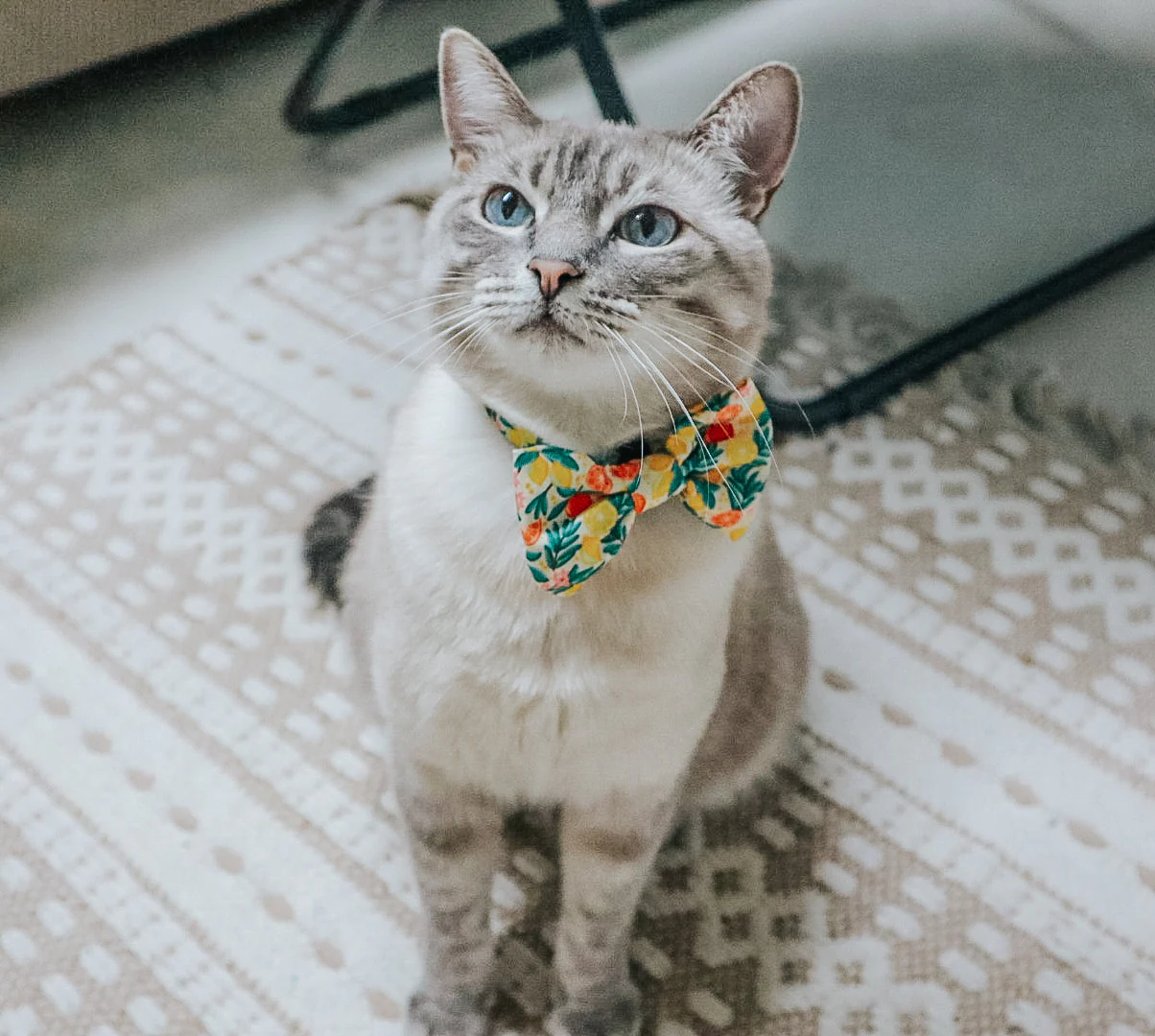 Cat Bowtie - Zest Friends - Image 5