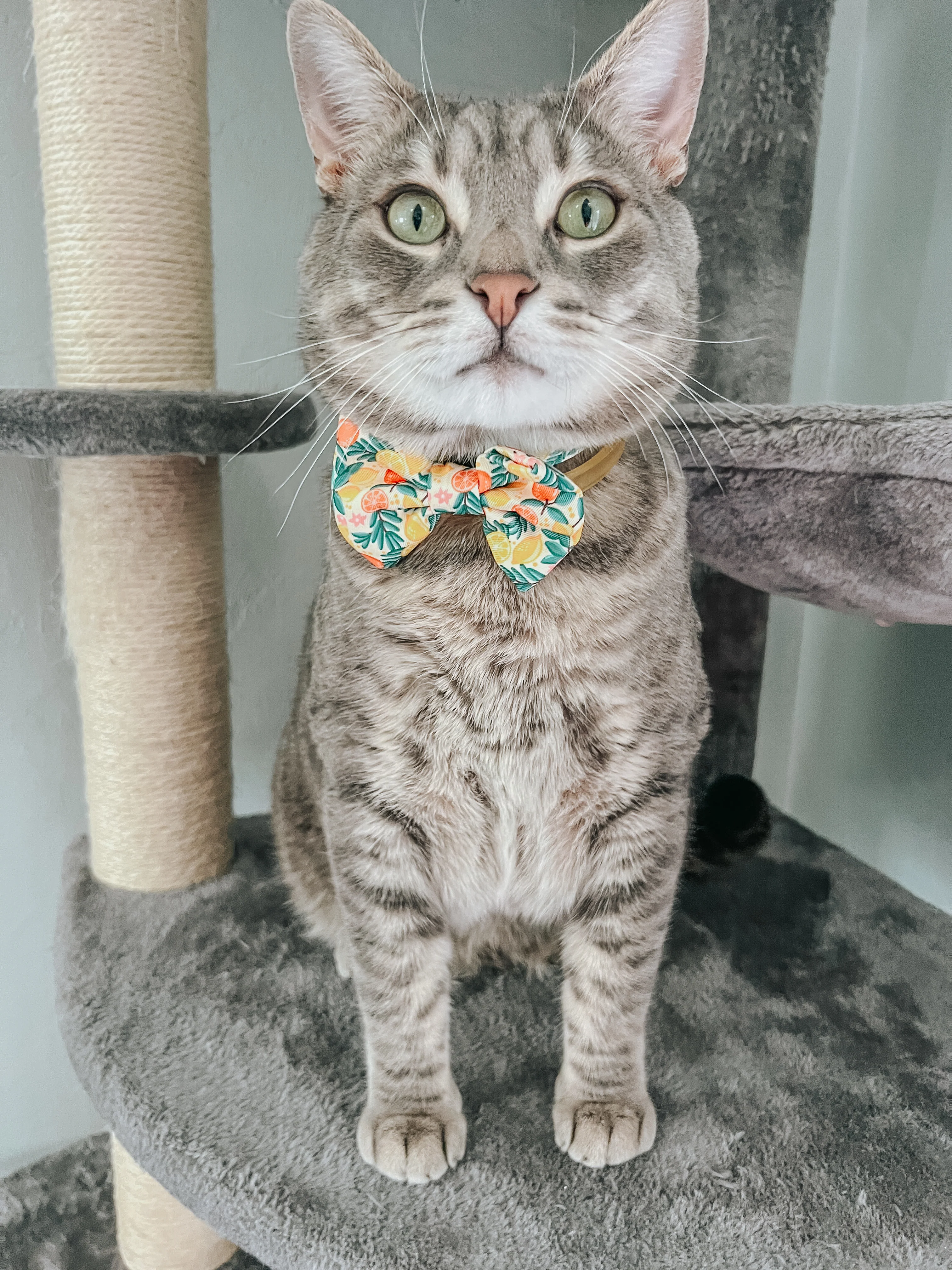 Cat Bowtie - Zest Friends - Image 7