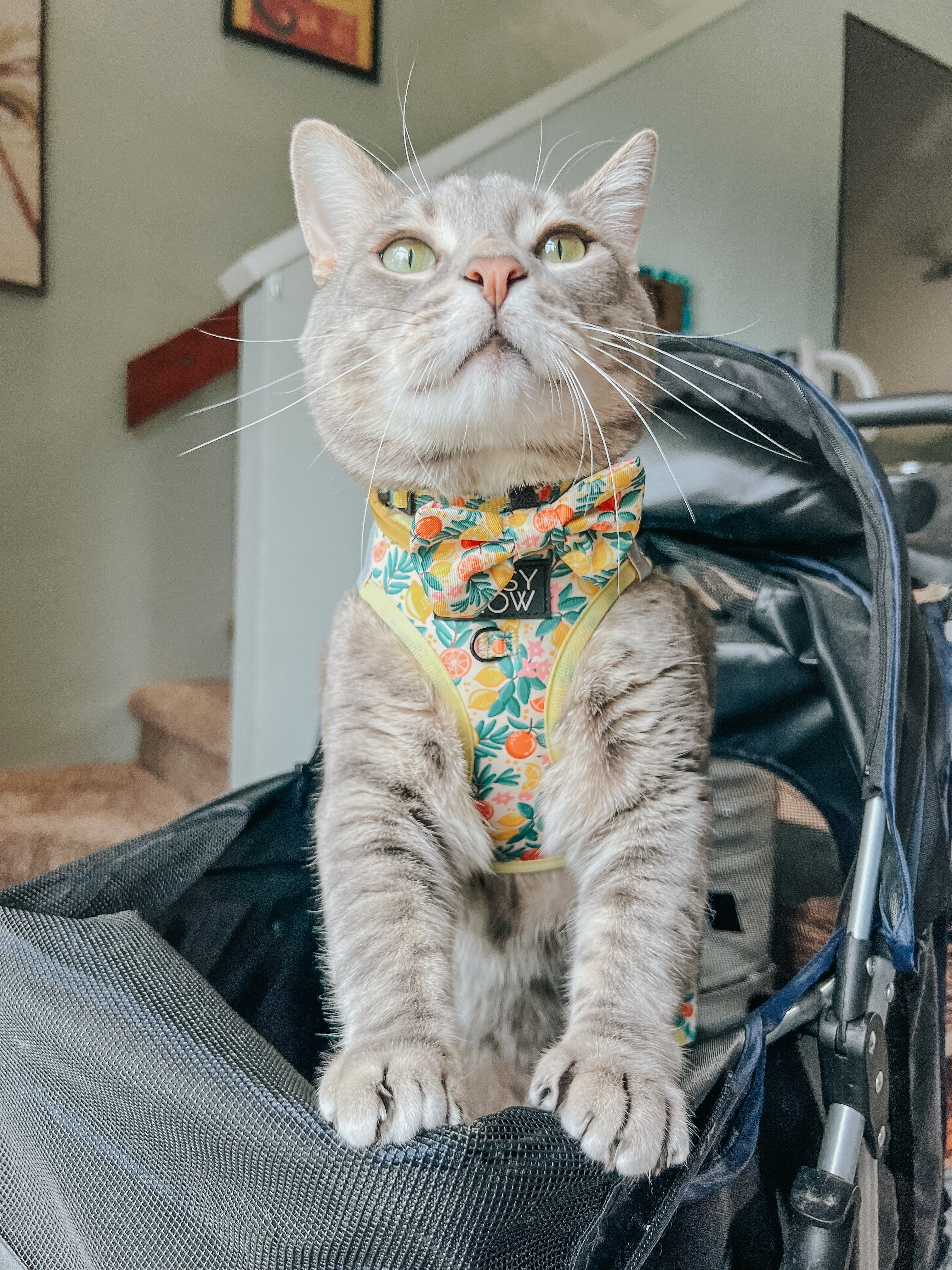 Cat Bowtie - Zest Friends - Image 8