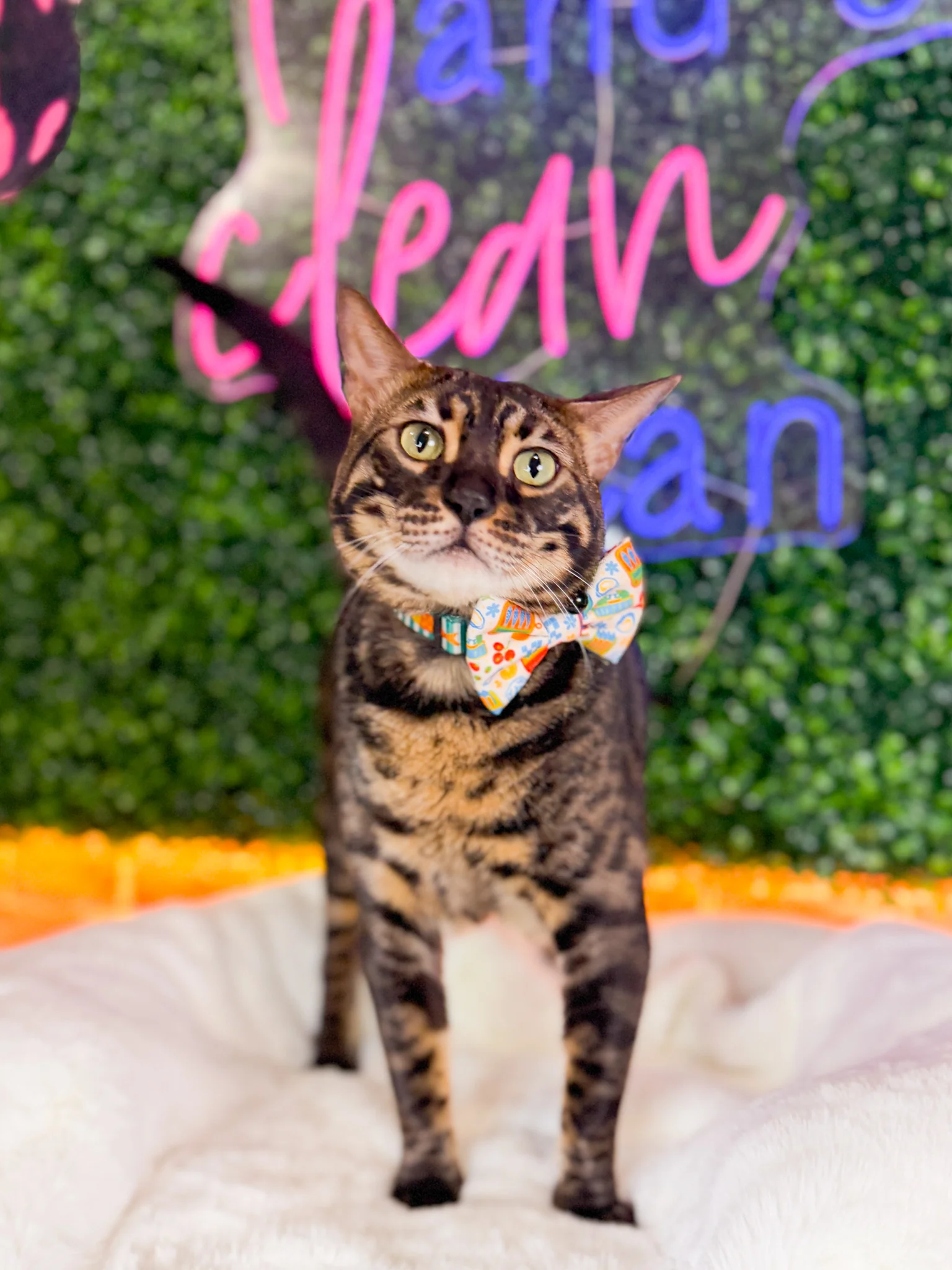 Cat Collar - Portofino - Image 5