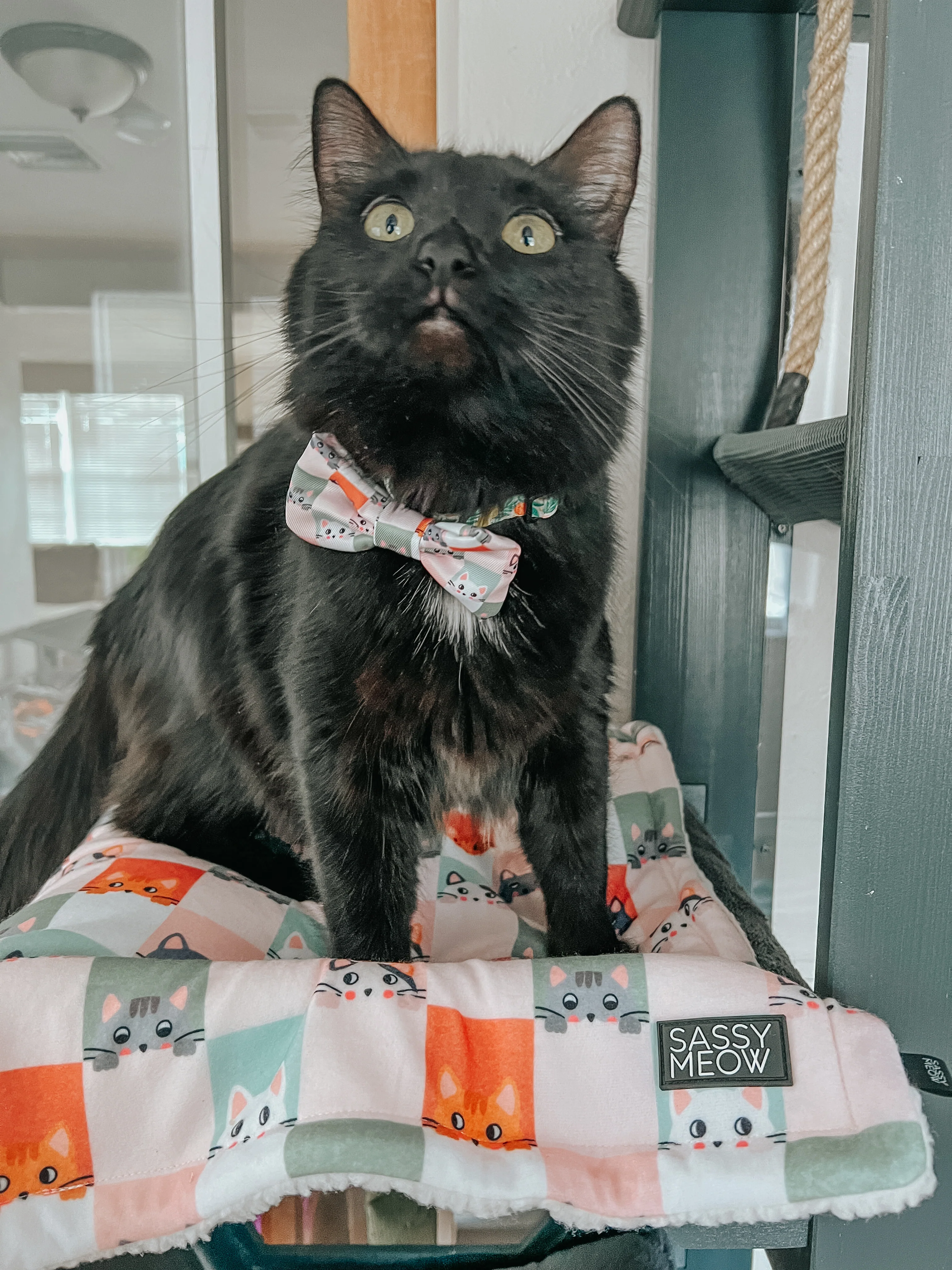Cat Collar - Smitten Kittens - Image 6