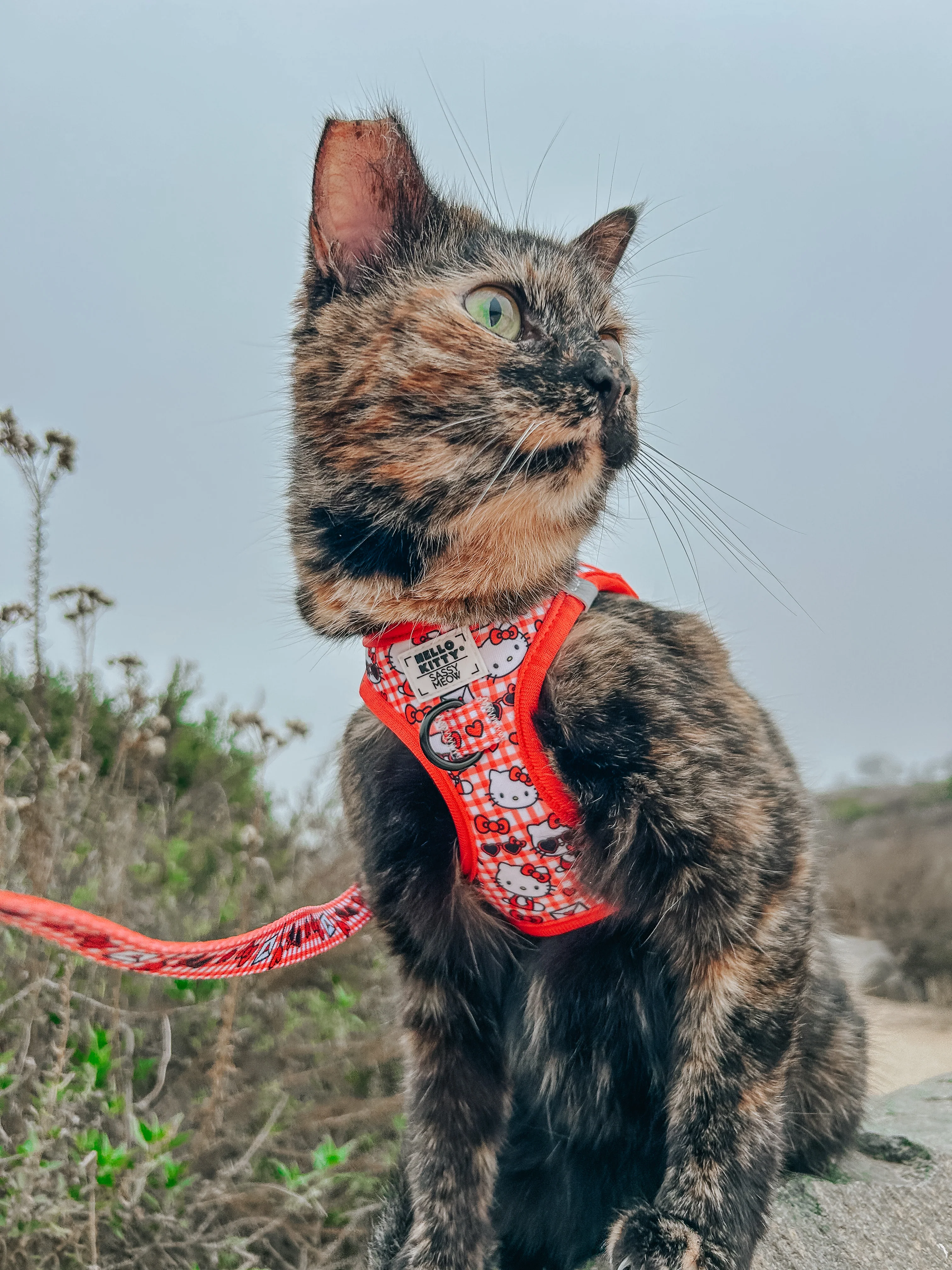 Cat Leash - Hello Kitty® Red Classic - Image 10