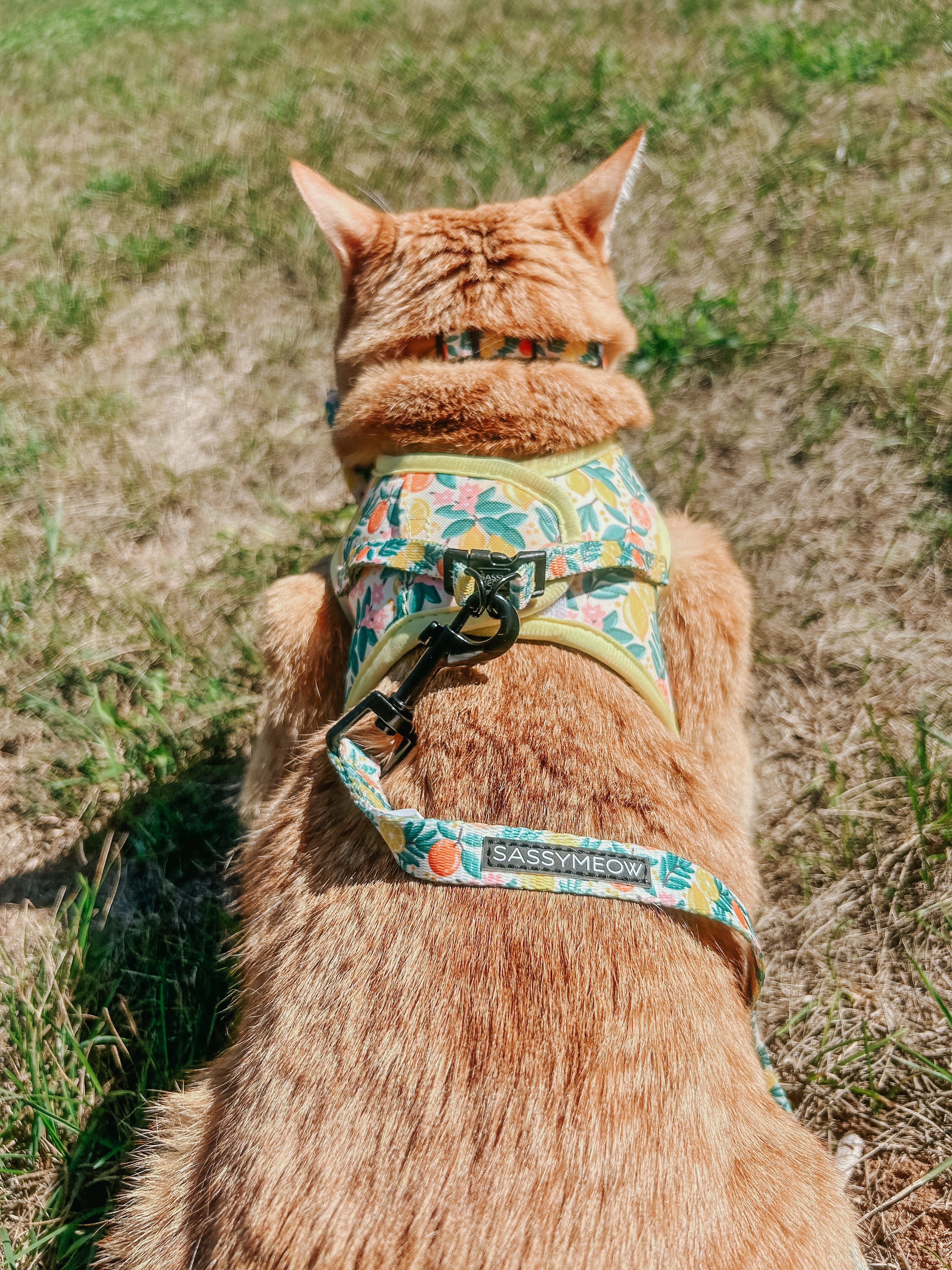 Cat Leash - Zest Friends - Image 5
