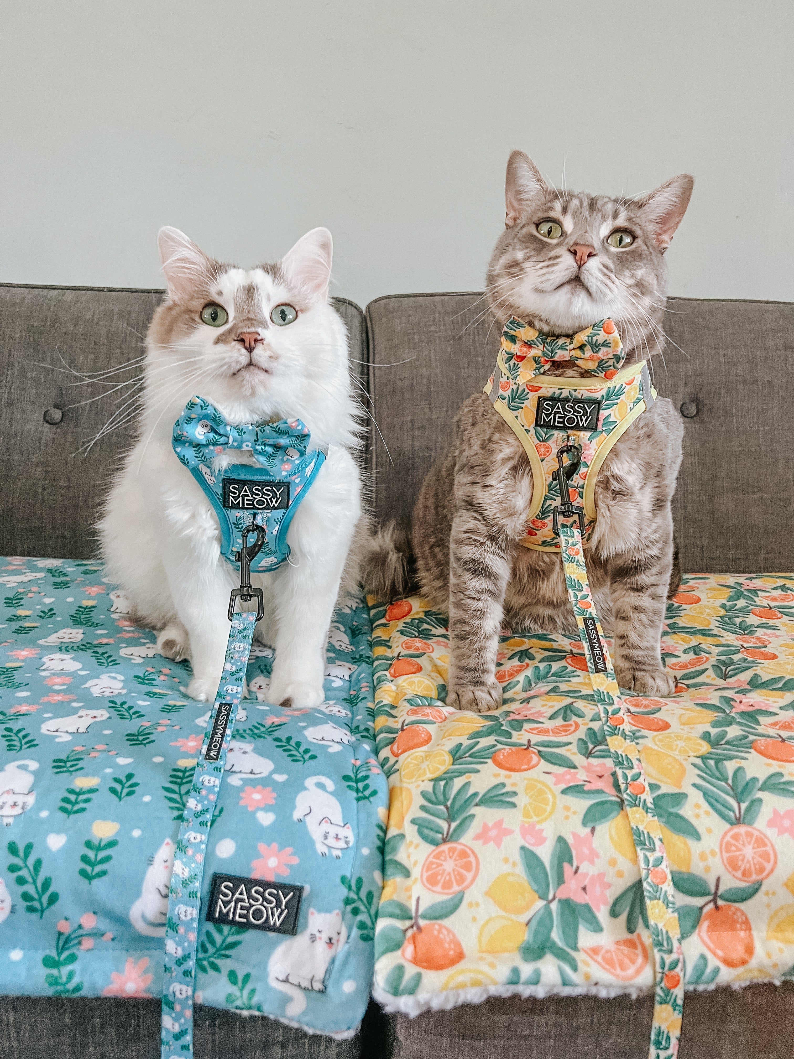 Cat Leash - Zest Friends - Image 6
