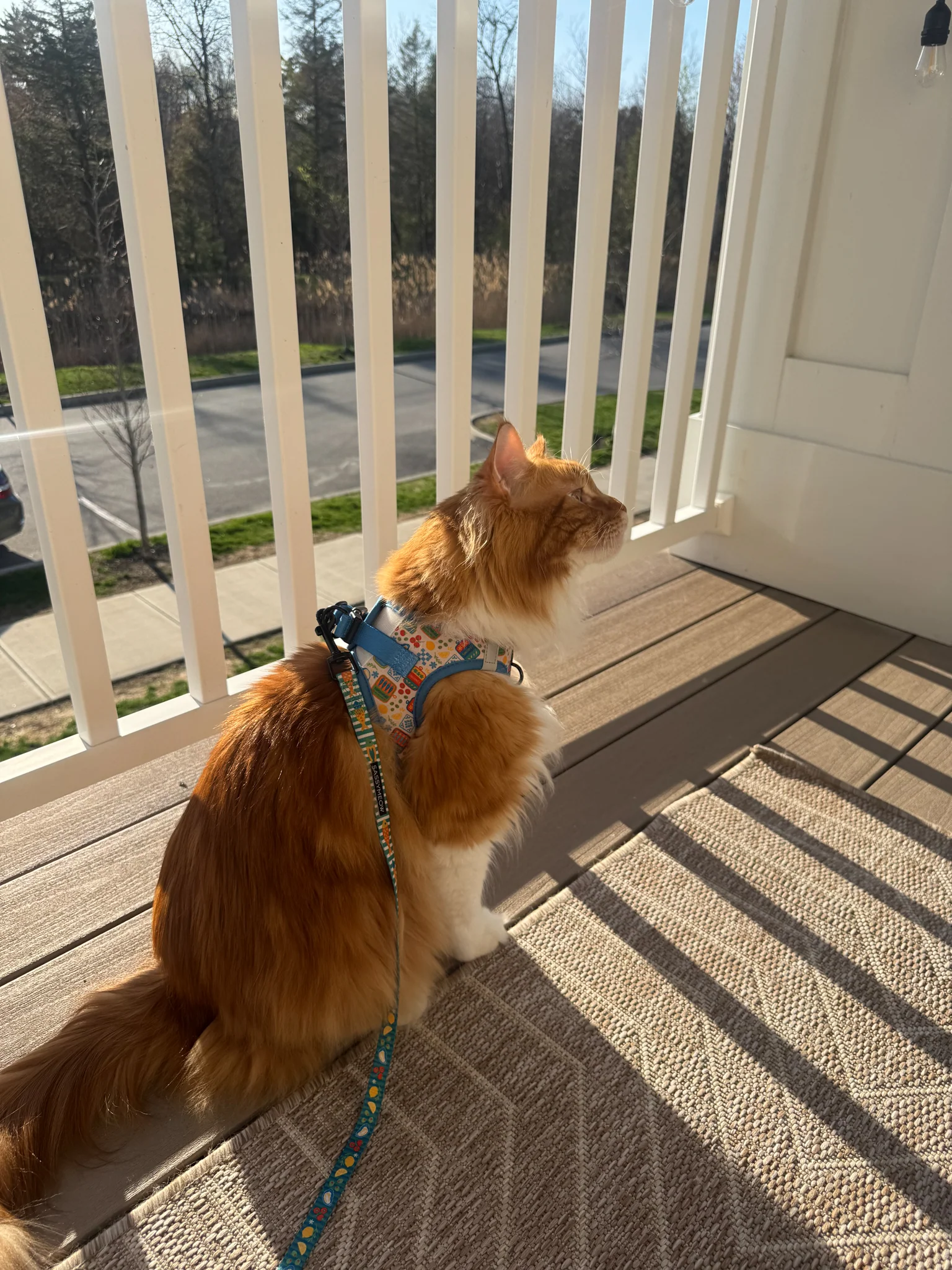 Cat Step-In Harness - Portofino - Image 6