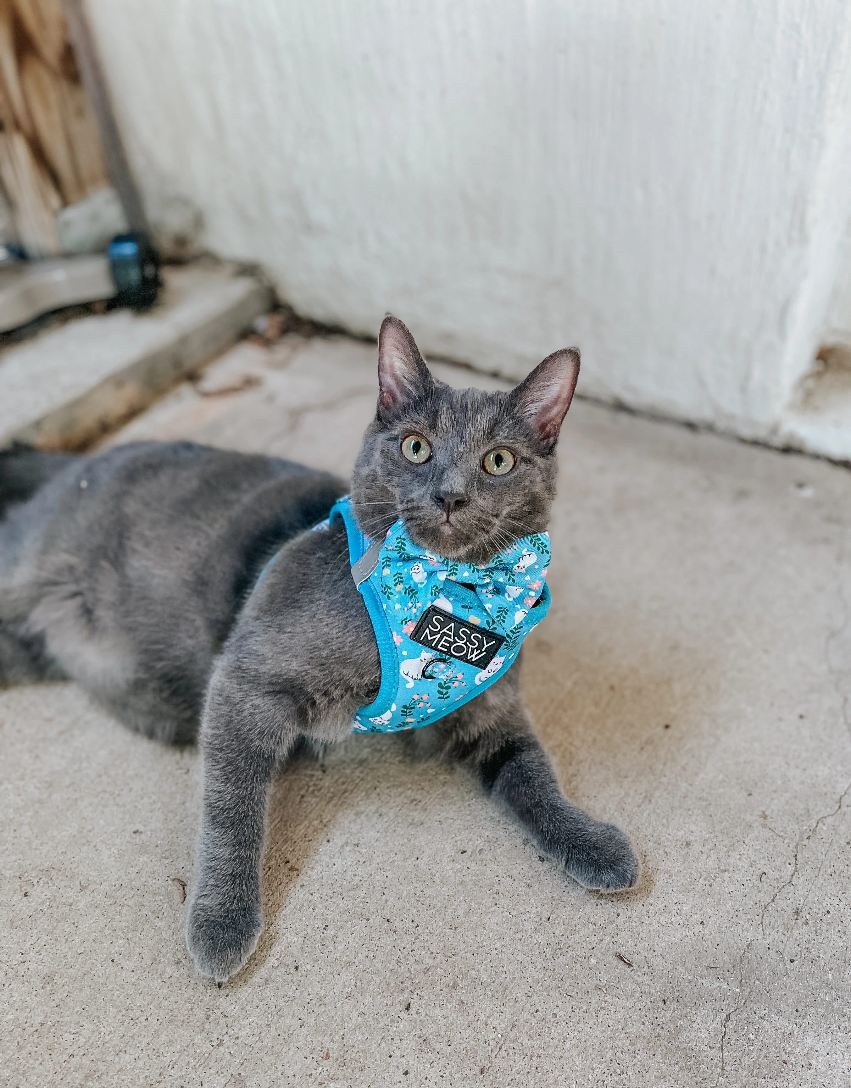 Cat Step-In Harness - Purrs & Petals - Image 6