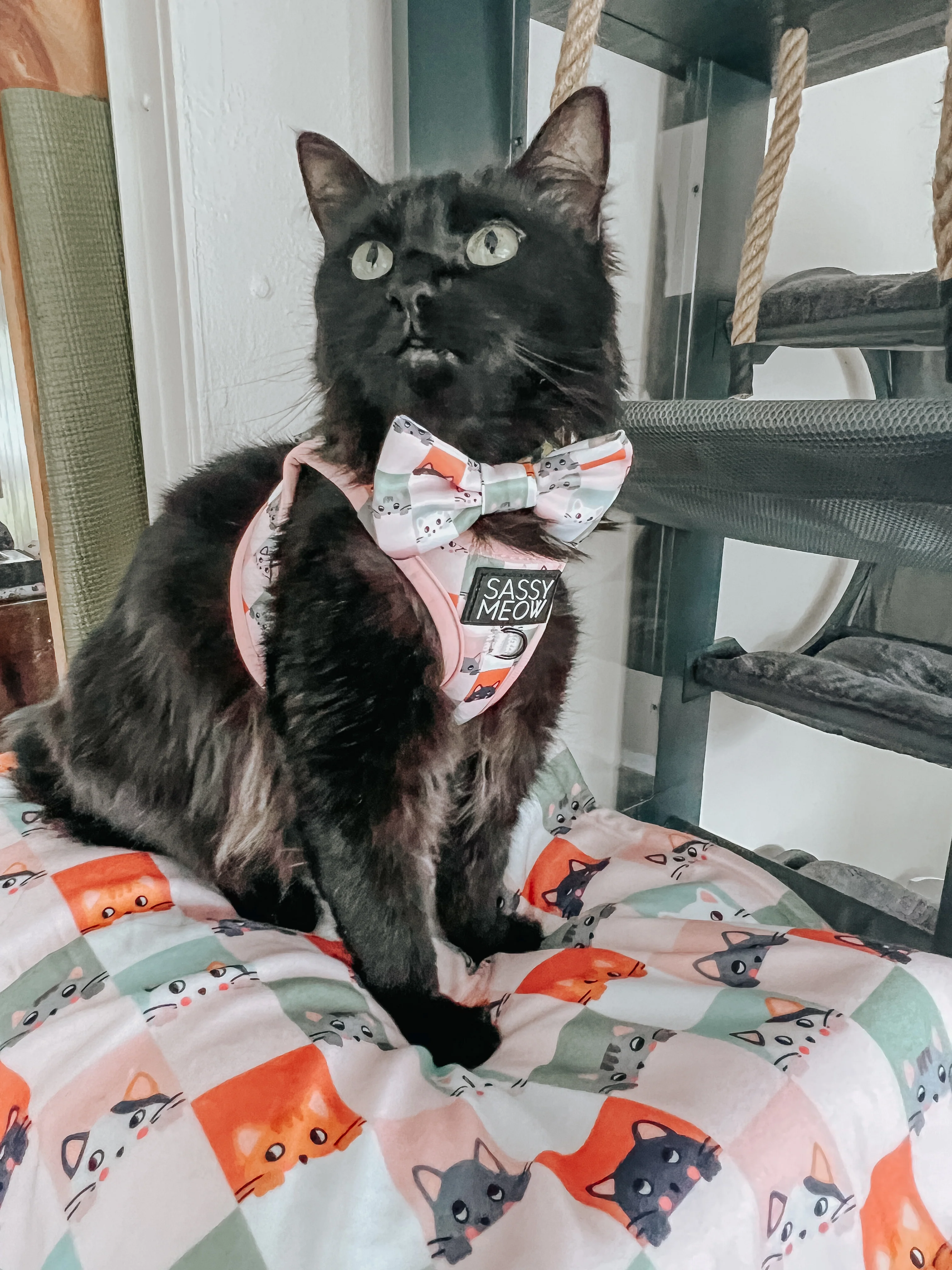 Cat Step-In Harness - Smitten Kittens - Image 9