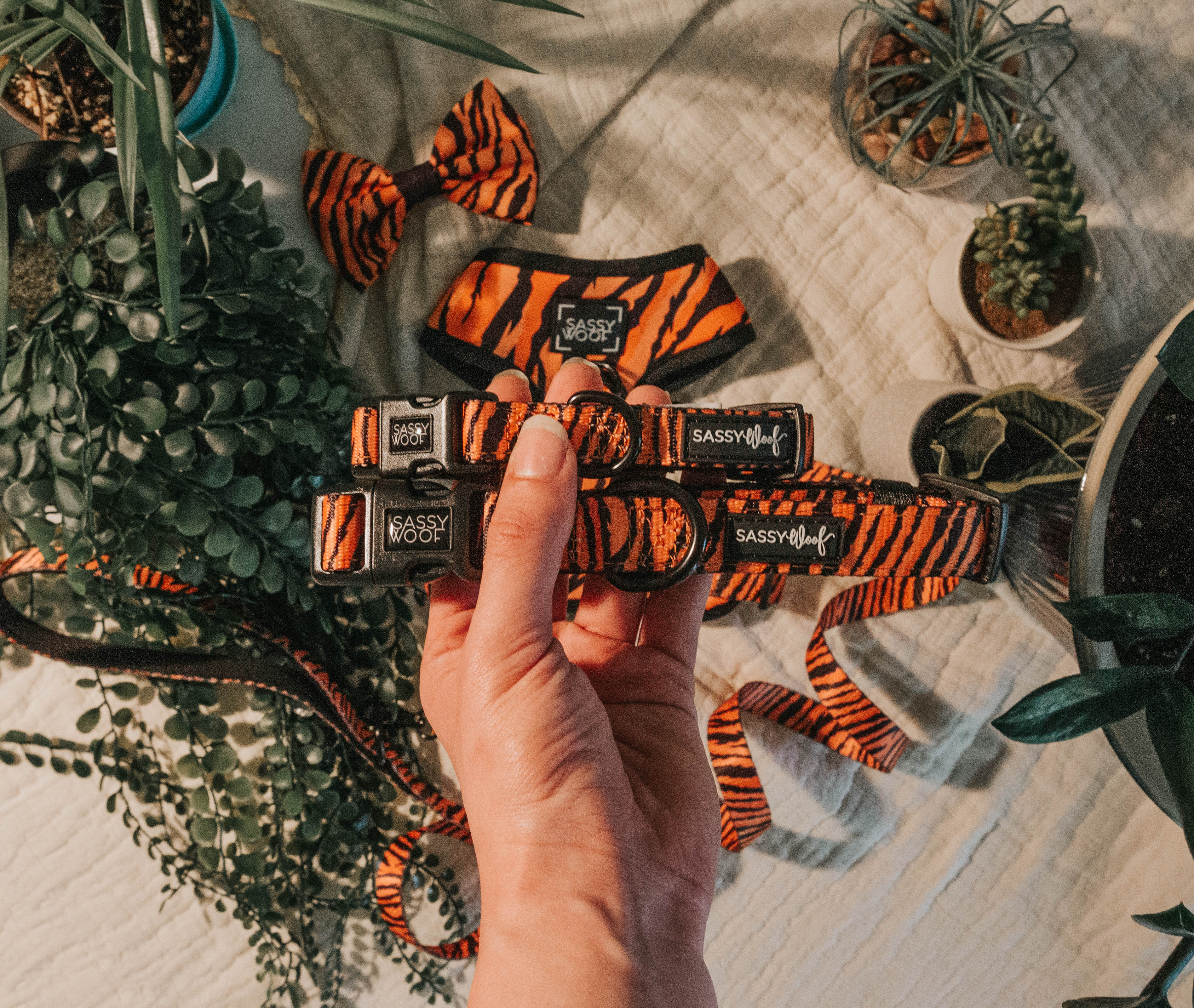 Dog Collar - Paw of the Tiger - Image 5