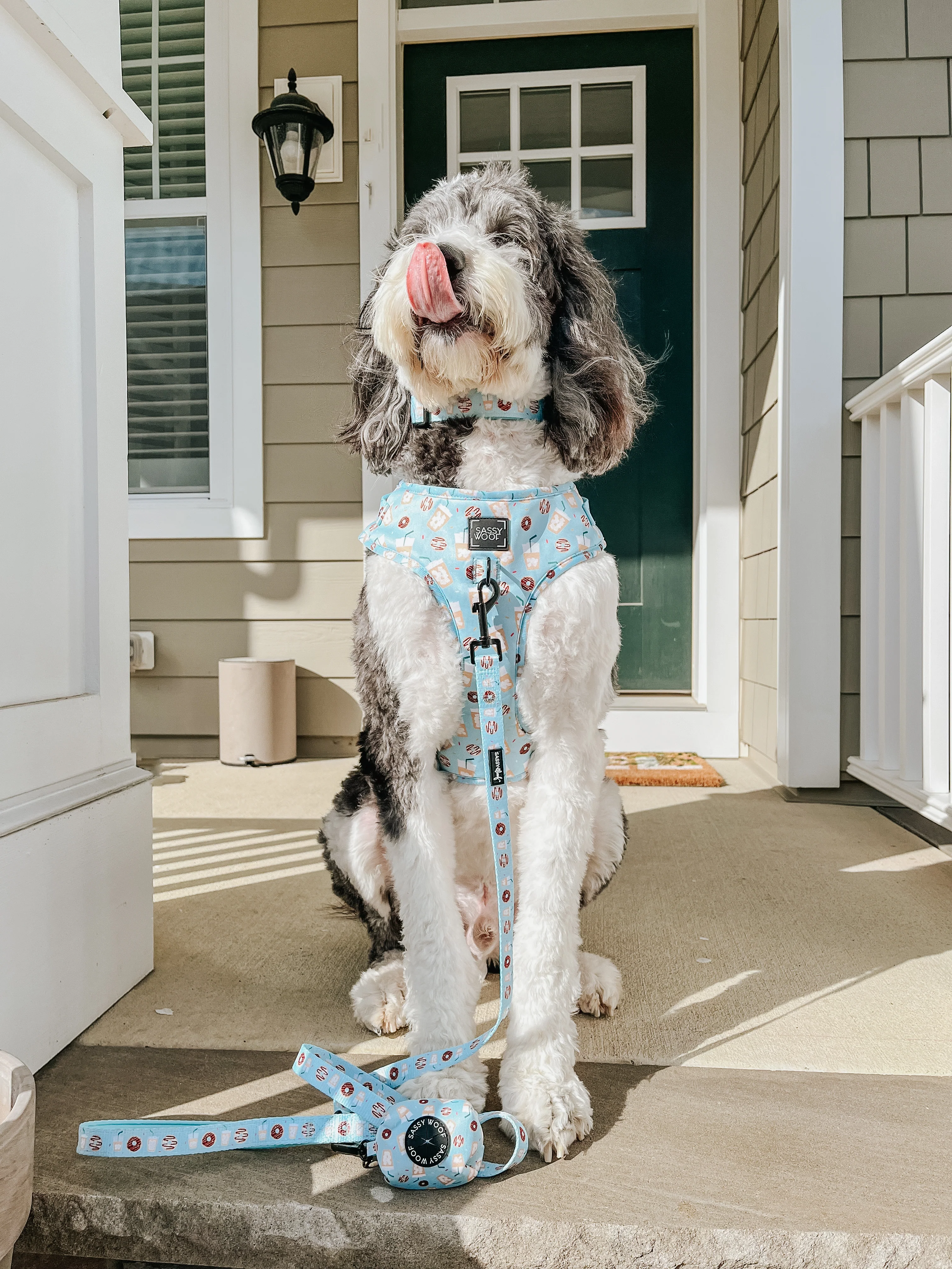 Dog Collar - Sweets & Pawfee - Image 12