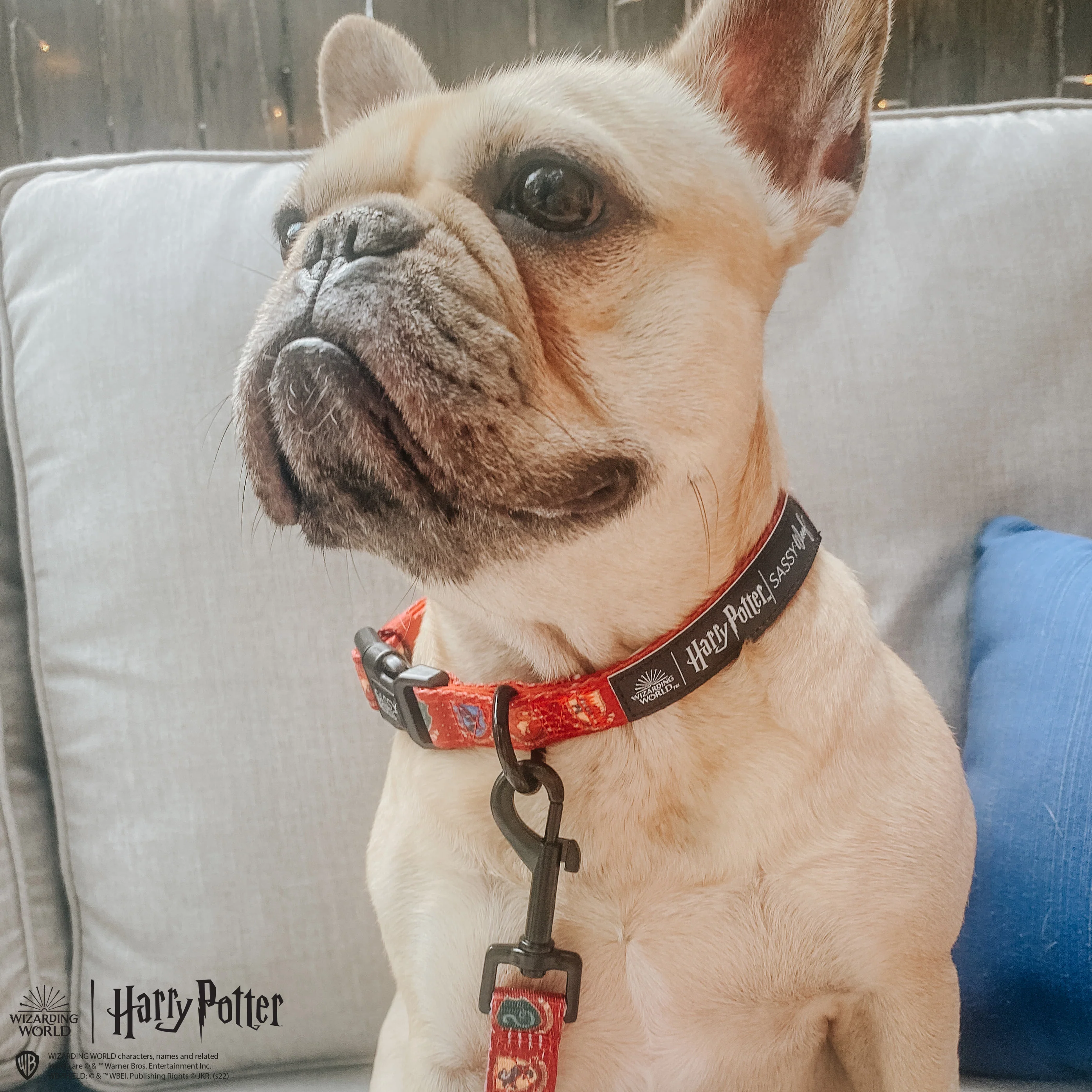 Dog Collar - Harry Potter™ - Image 11