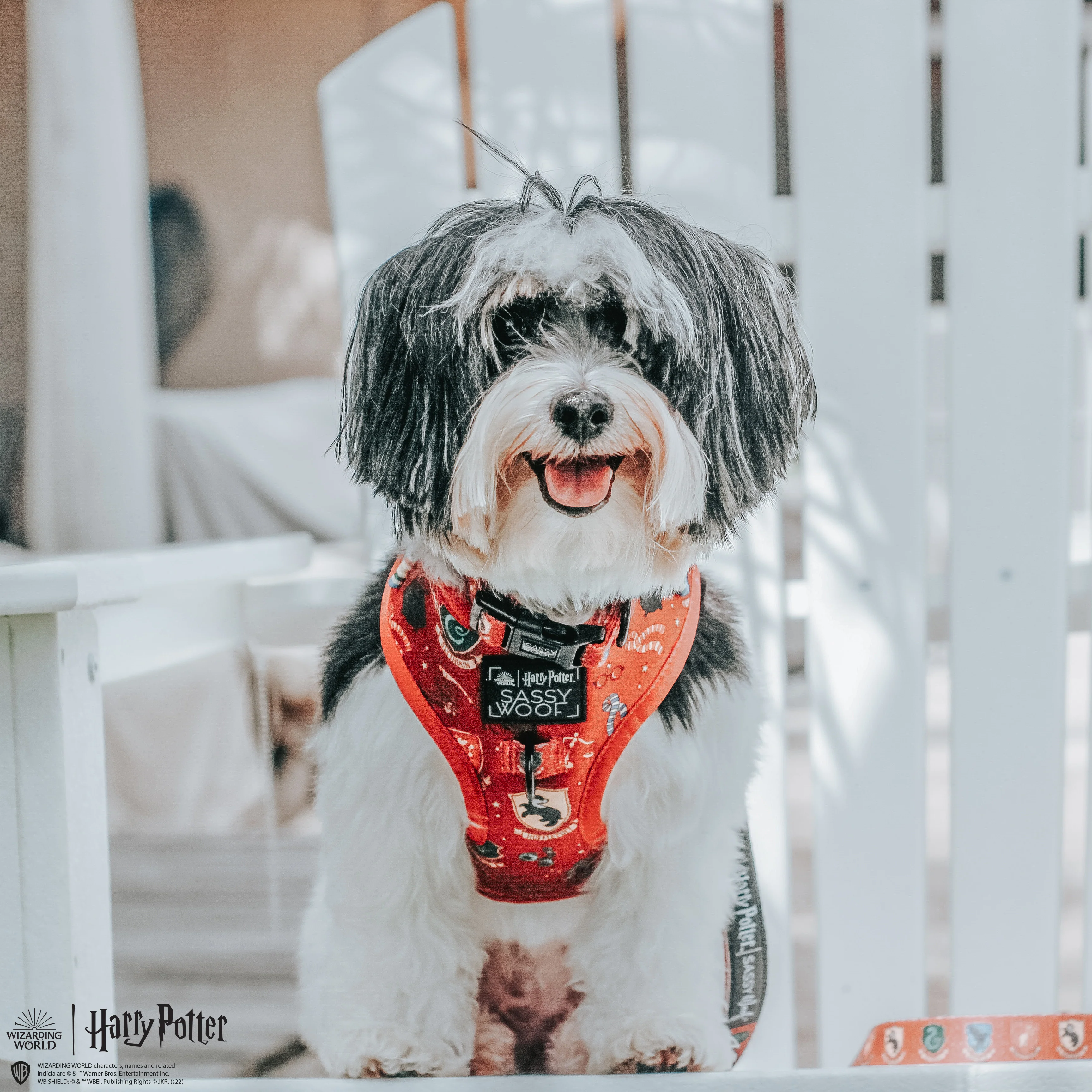Dog Collar - Harry Potter™ - Image 12