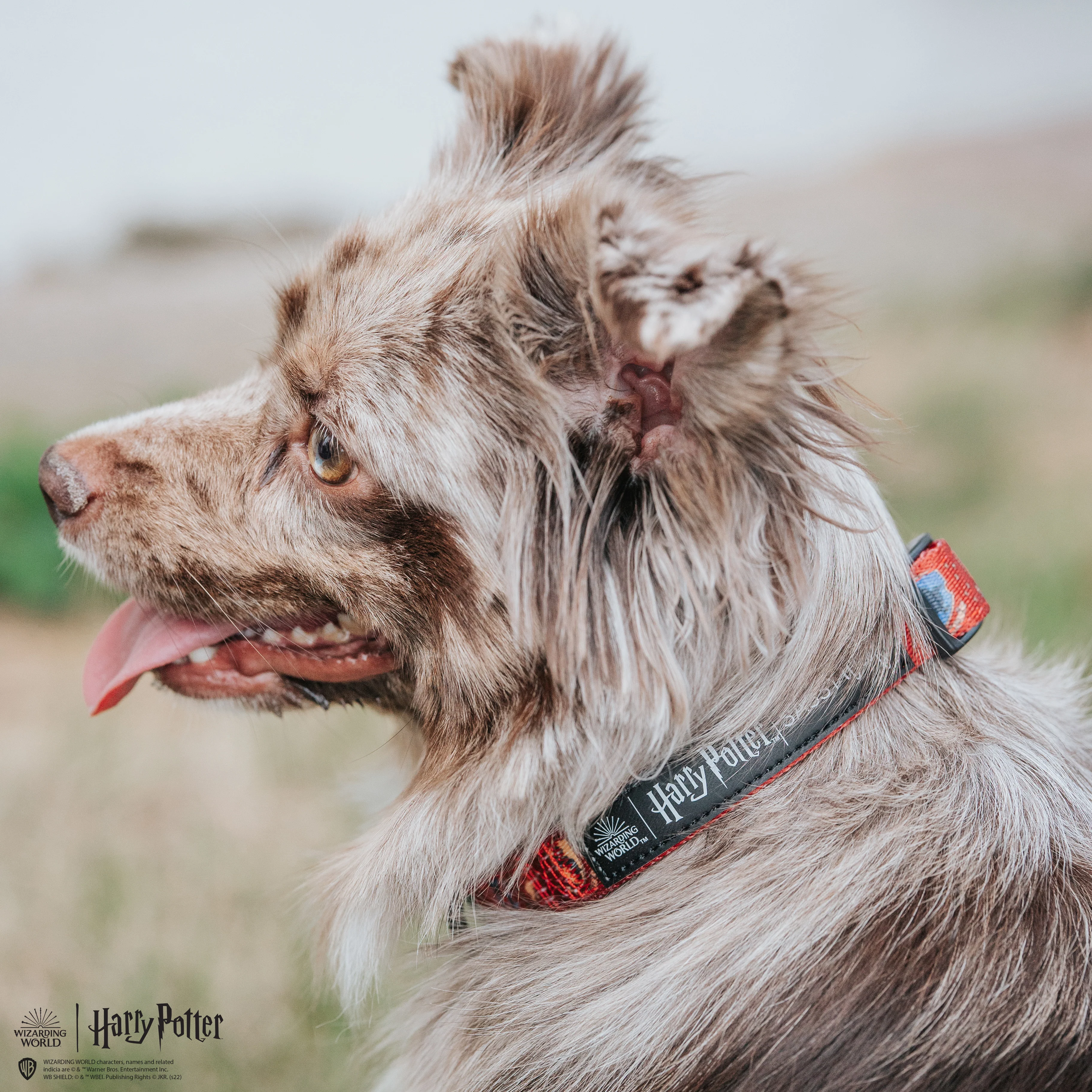 Dog Collar - Harry Potter™ - Image 6