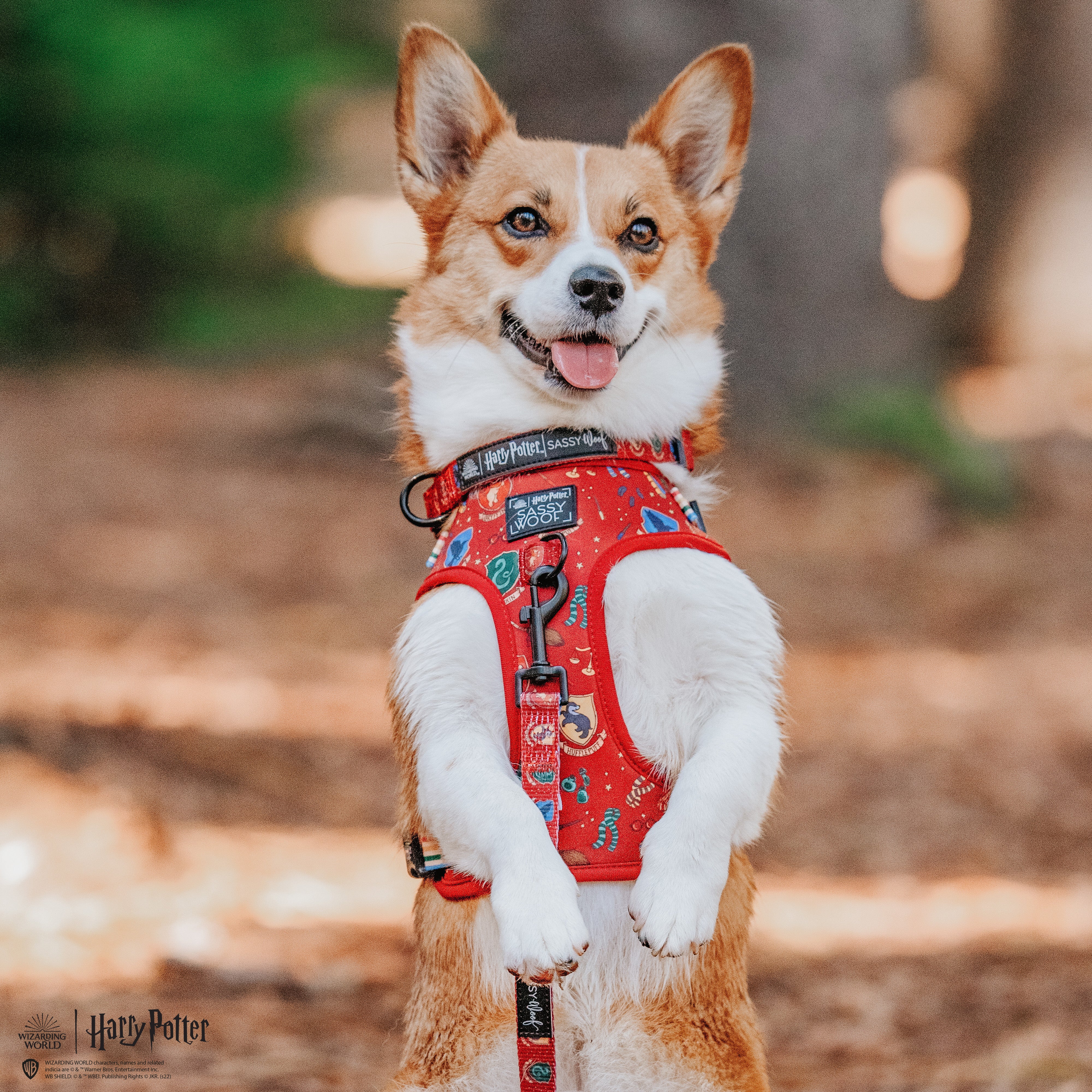 Dog Collar - Harry Potter™ - Image 7