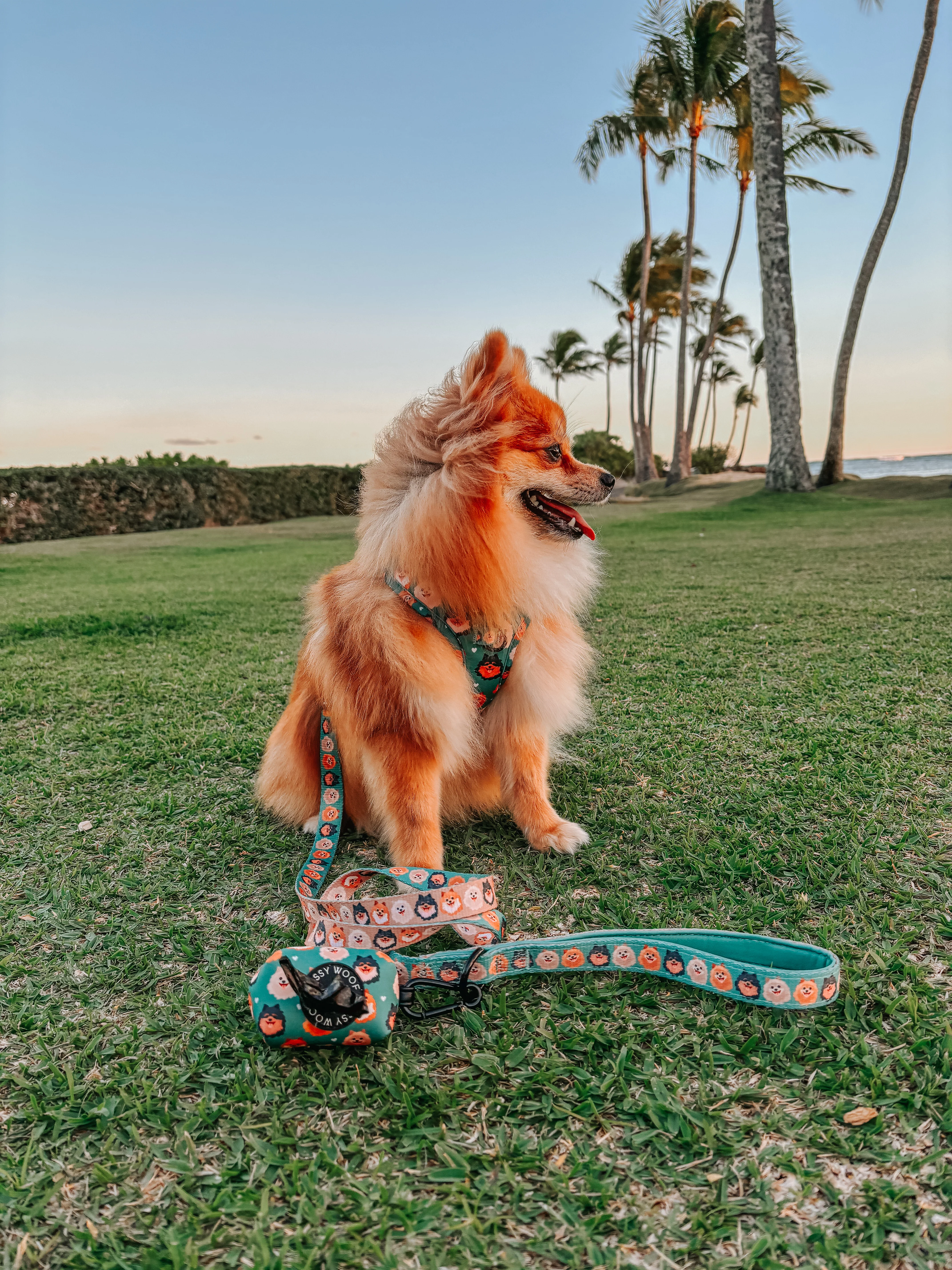 Dog Collar - Pawfect Poms - Image 6