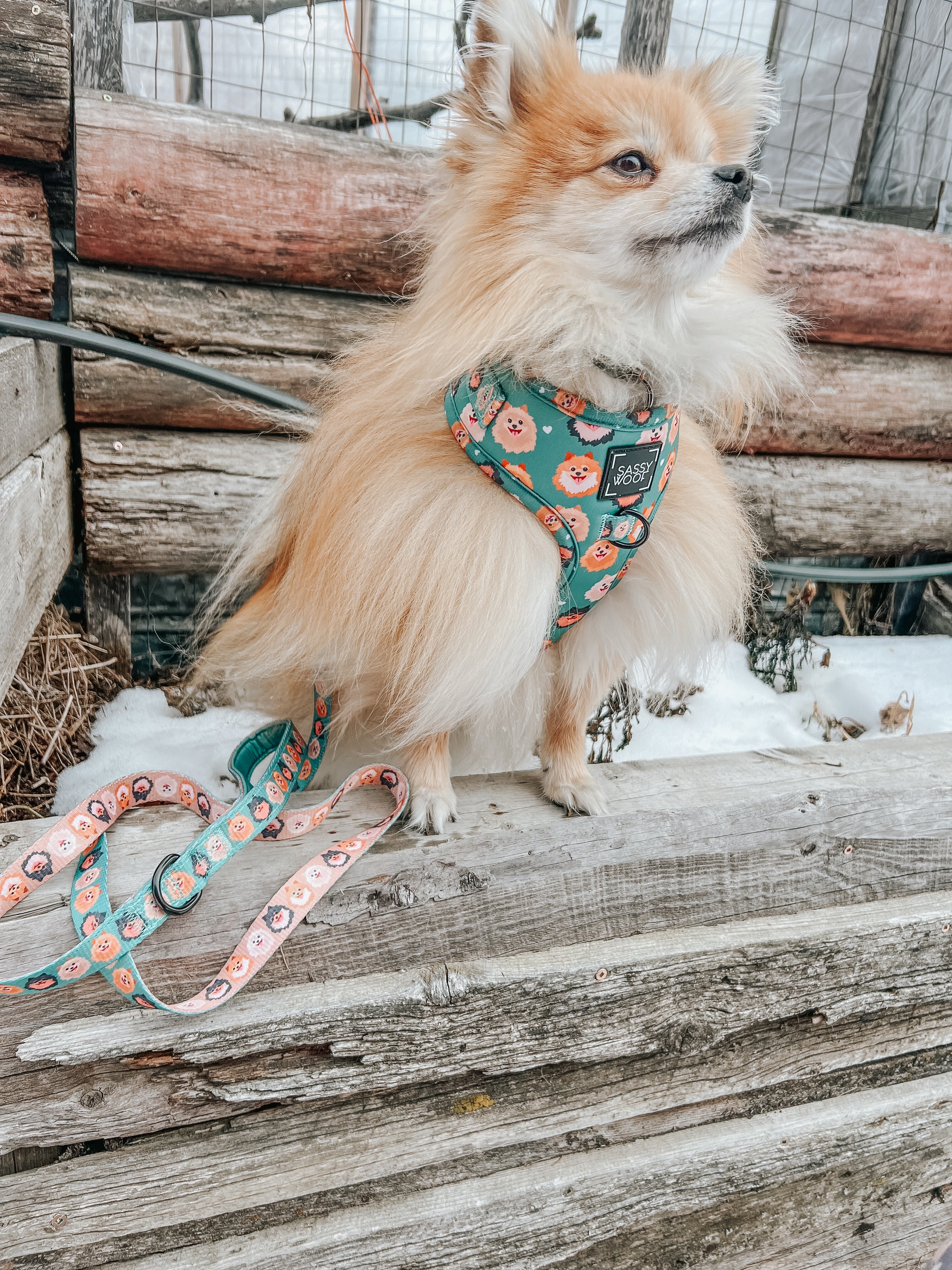 Dog Collar - Pawfect Poms - Image 8