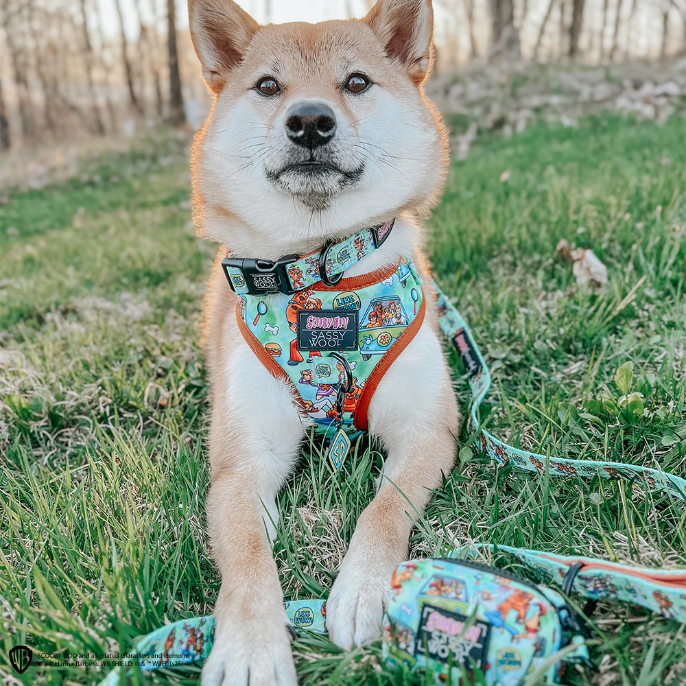 Dog Collar - Scooby-Doo™ - Image 11