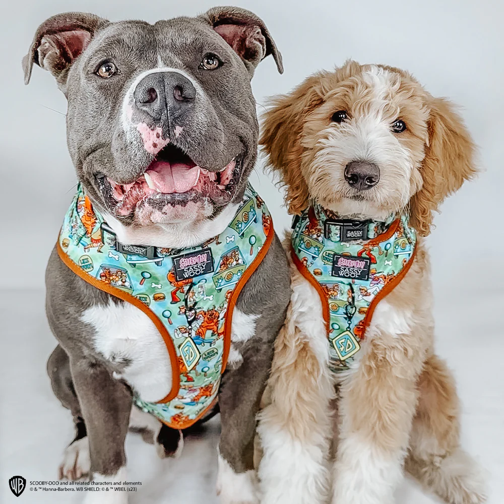 Dog Collar - Scooby-Doo™ - Image 13