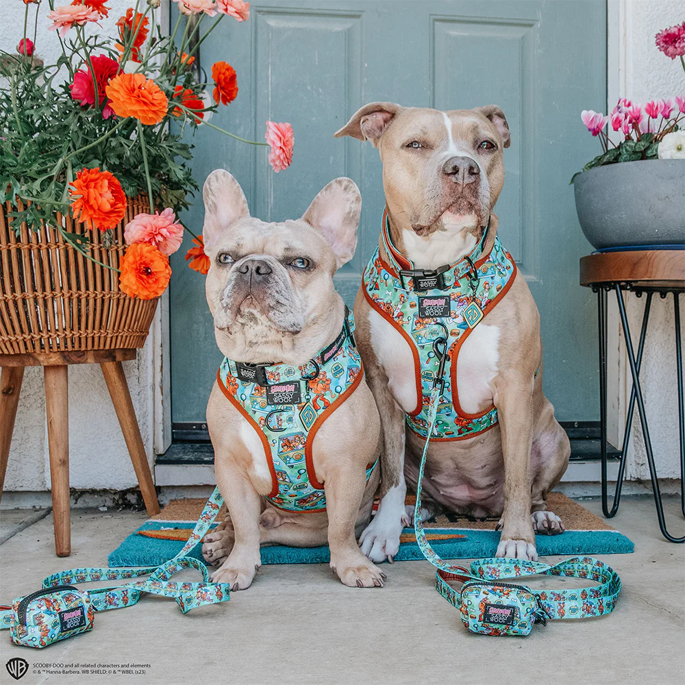 Dog Collar - Scooby-Doo™ - Image 7
